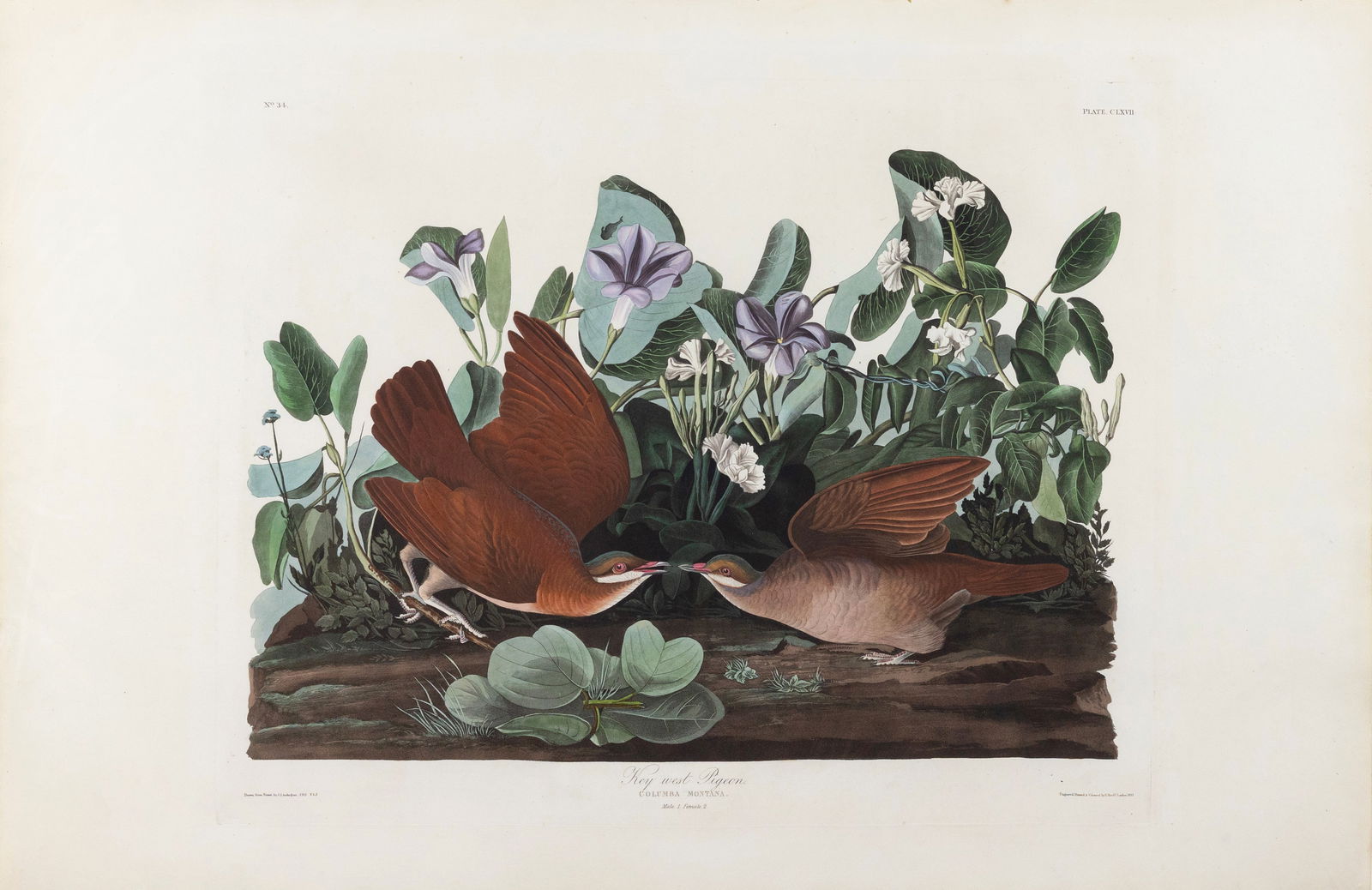 Audubon Aquatint, Key West Dove or Pigeon, Plate 167 (1 of 1)