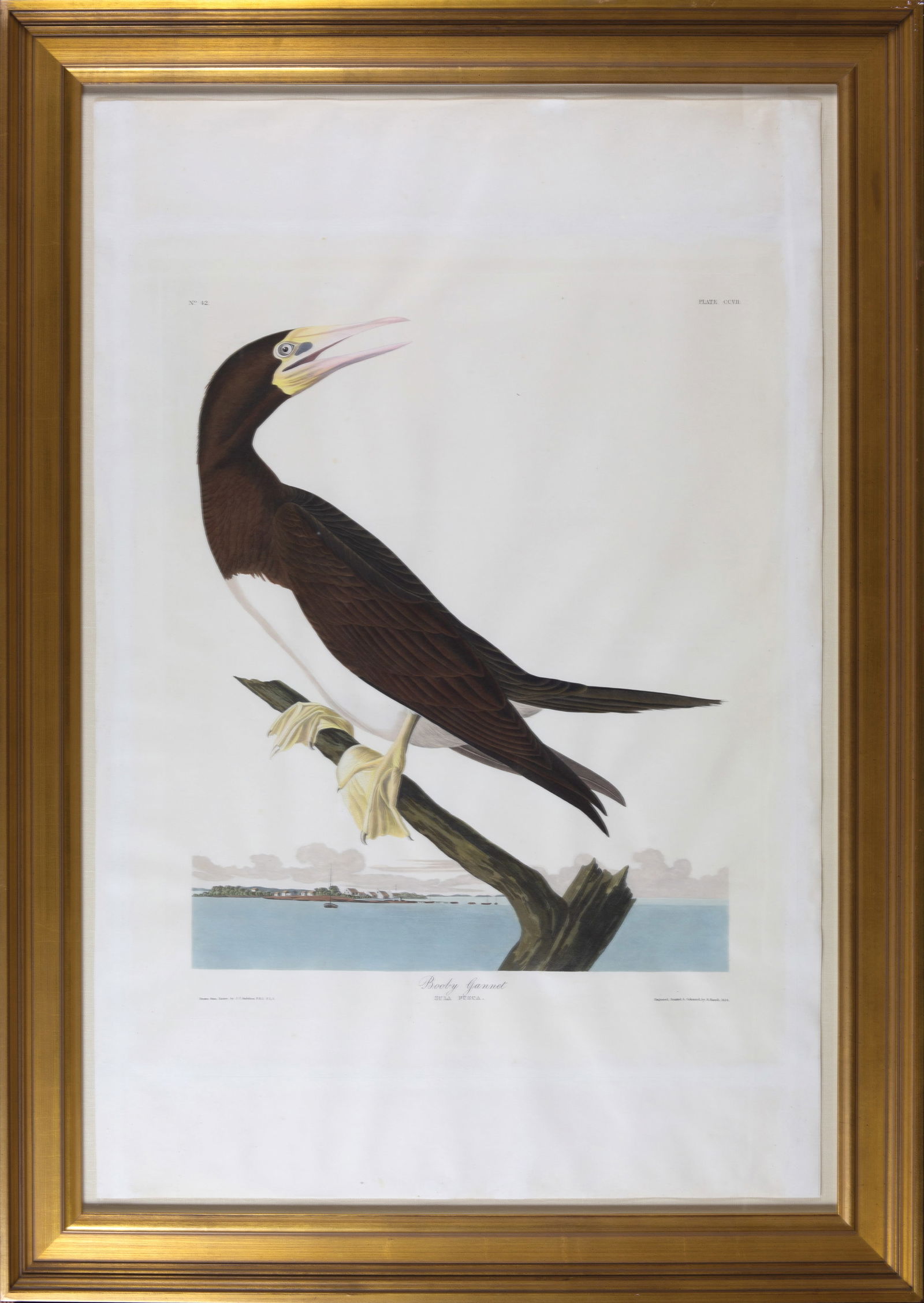 Audubon Aquatint, Booby Gannet, Plate 207 (1 of 1)