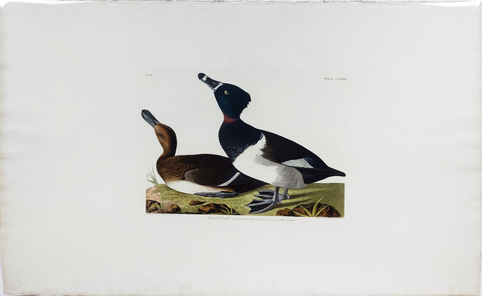 Audubon Aquatint, Tufted Duck, Plate 234 (1 of 1)