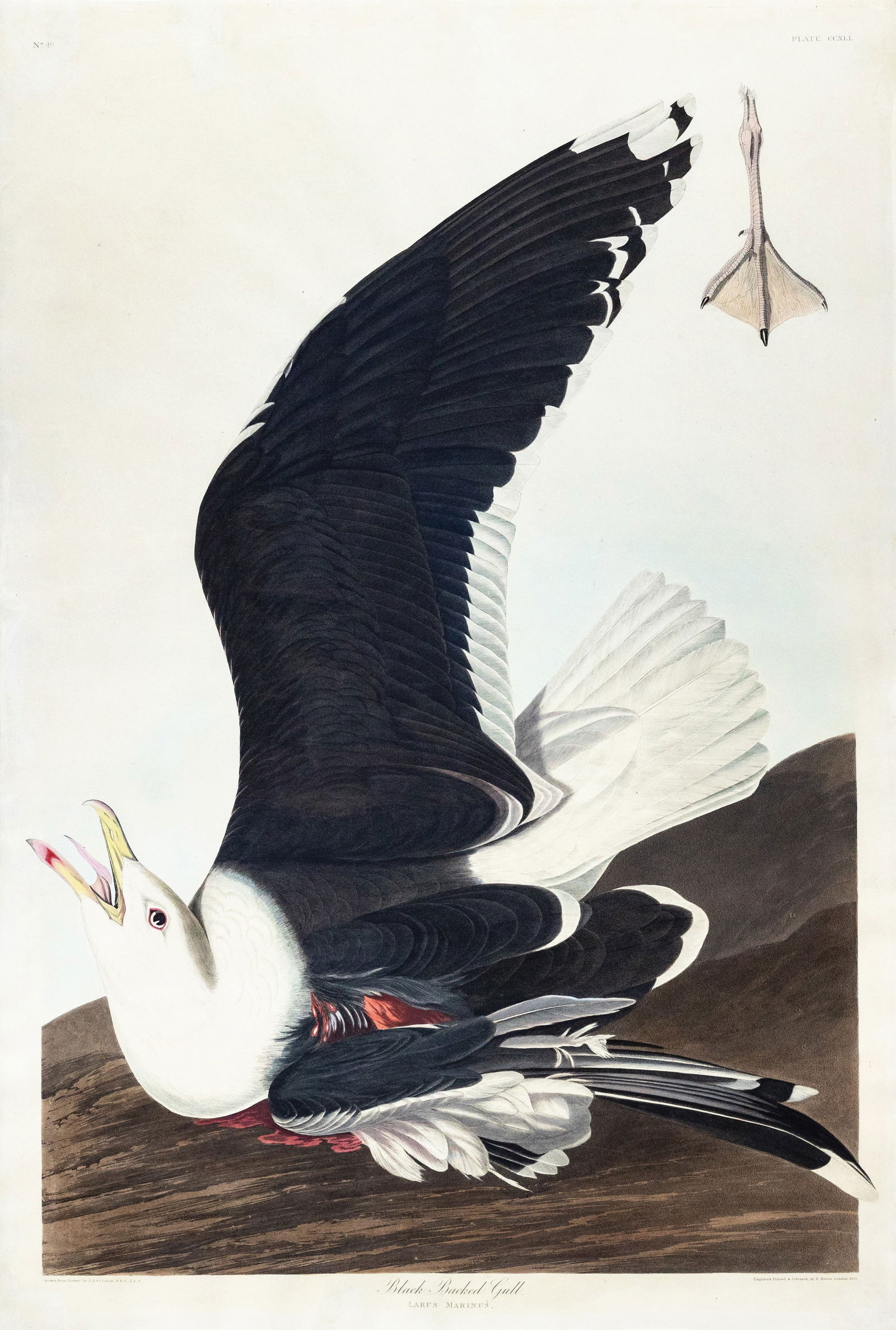 Audubon Aquatint, Black-backed Gull, Plate 241 (1 of 1)