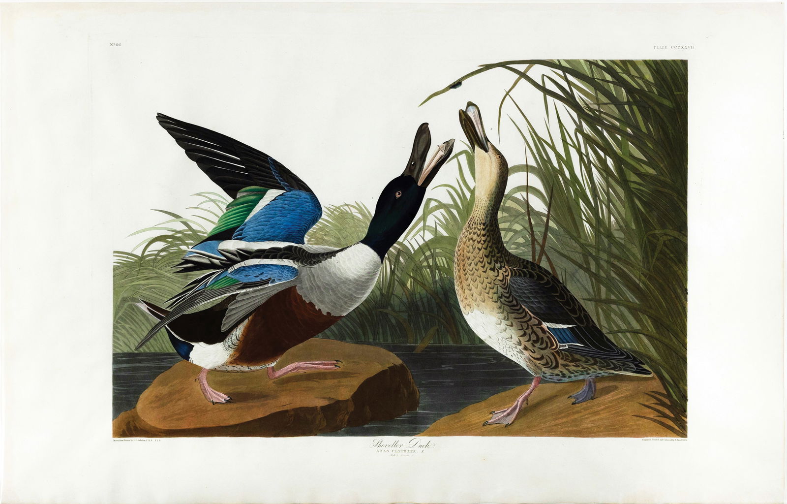 Audubon Aquatint, Shoveller Duck, Plate 327 - A compositional masterpiece (1 of 1)