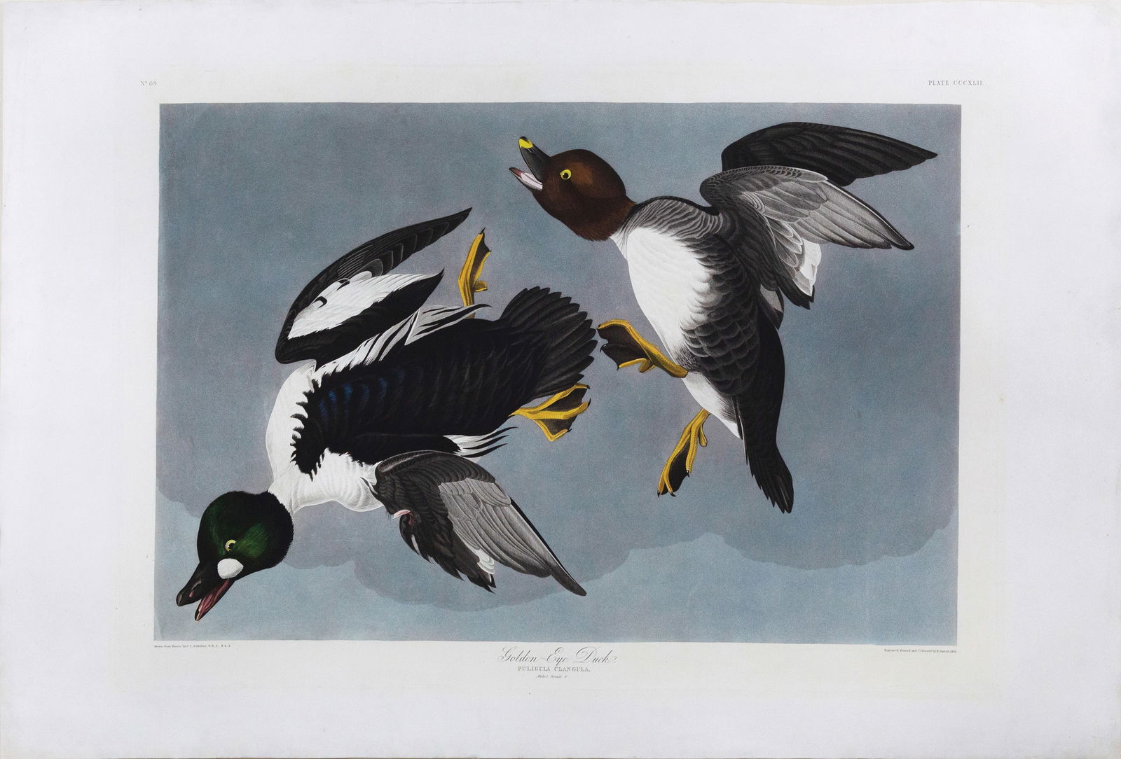 Audubon Aquatint, Golden Eye Duck, Plate 342 - Winslow Homer’s famous 1909 painting “Left and (1 of 2)