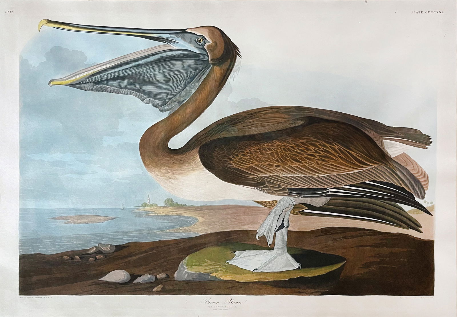 Audubon Aquatint, Brown Pelican, Plate 421 - The State Bird of Louisiana: AUDUBON, John James (1785 - 1851). Brown Pelican, Plate 421. Aquatint engraving with original hand color. From The Birds of America . London: Robert Havell, 1827-1838. 26 1/8” x 38 1/8” sh