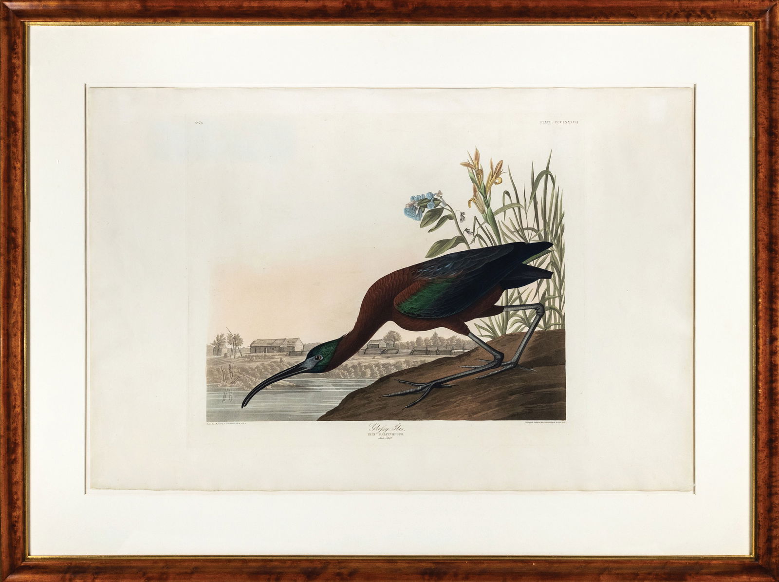 Audubon Aquatint, Glossy Ibis, Plate 387 (1 of 1)