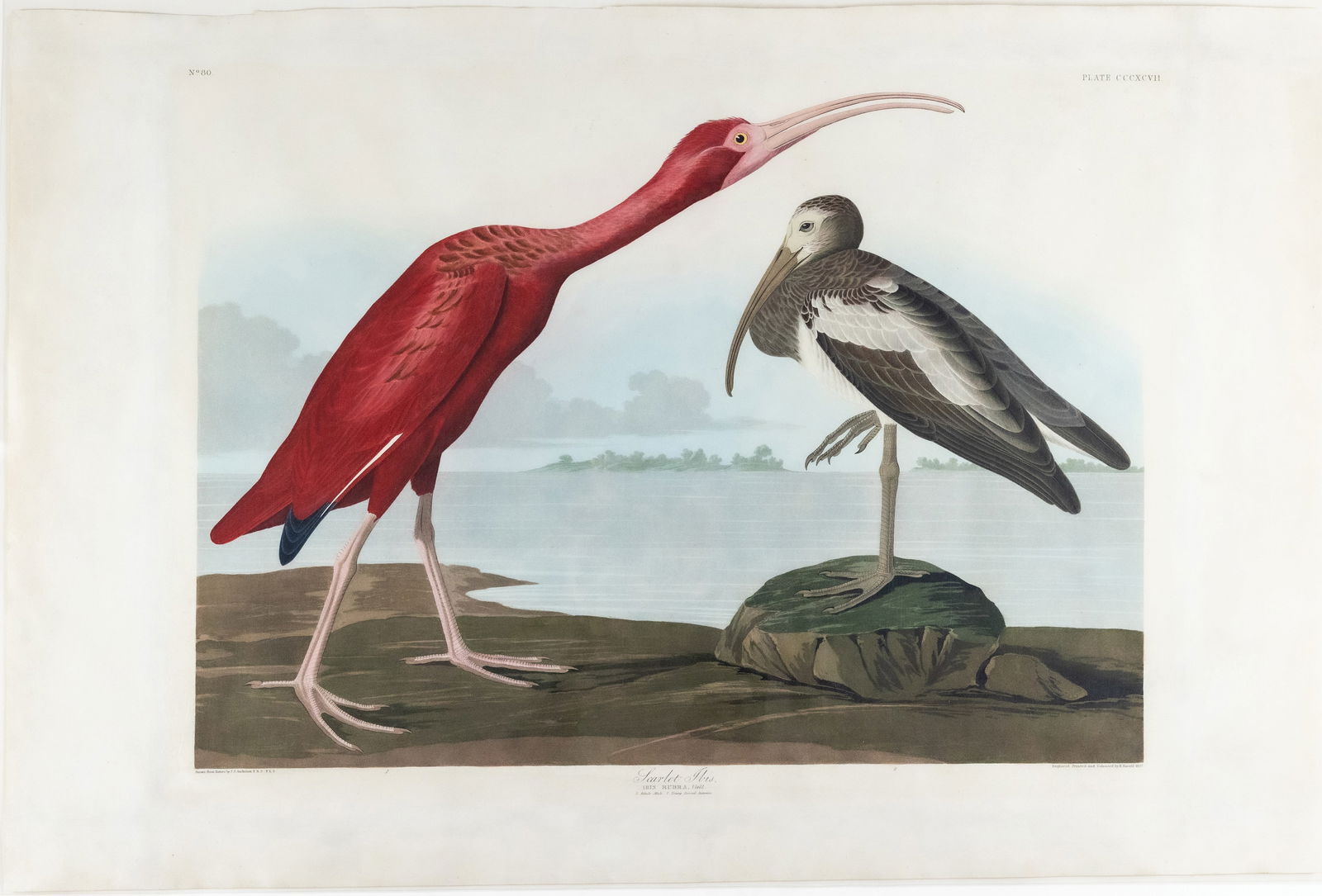 Audubon Aquatint, Scarlet Ibis, Plate 397: AUDUBON, John James (1785 - 1851). Scarlet Ibis, Plate 397. Aquatint engraving with original hand color. From The Birds of America . London: Robert Havell, 1827-1838. 25 1/4" x 38" sheet. Comparables: