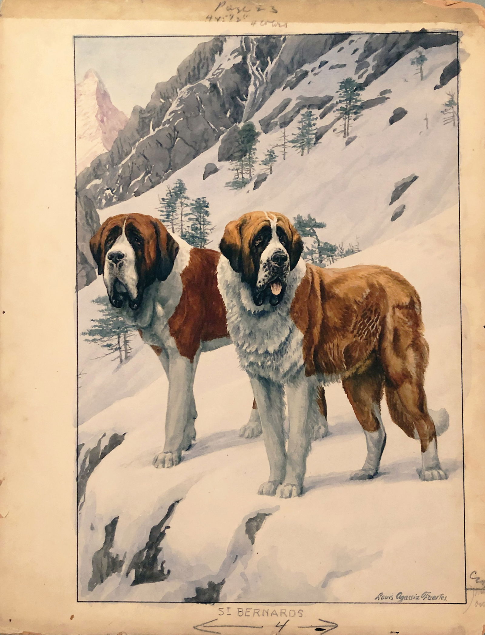 Fuertes Original Watercolor of St. Bernards (1 of 1)