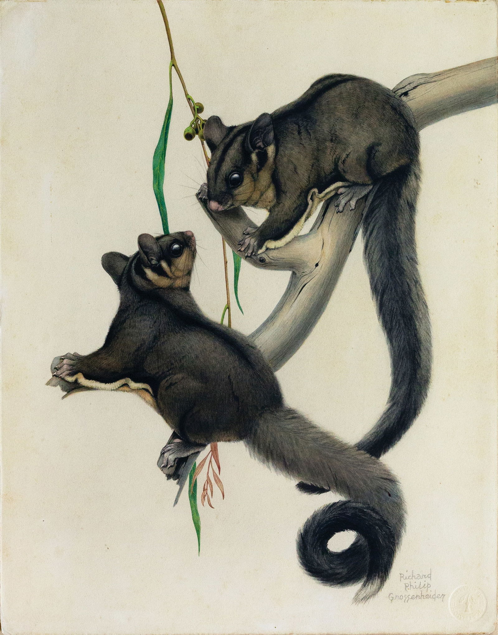 Grossenheider Original Watercolor of a Sugar Glider (1 of 2)