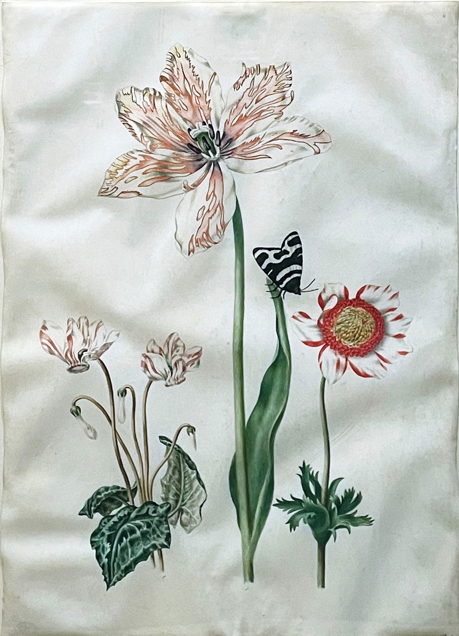 Maria Sibylla Merian Original Watercolor of a Tulip - The First Female Artist of the New World (1 of 2)