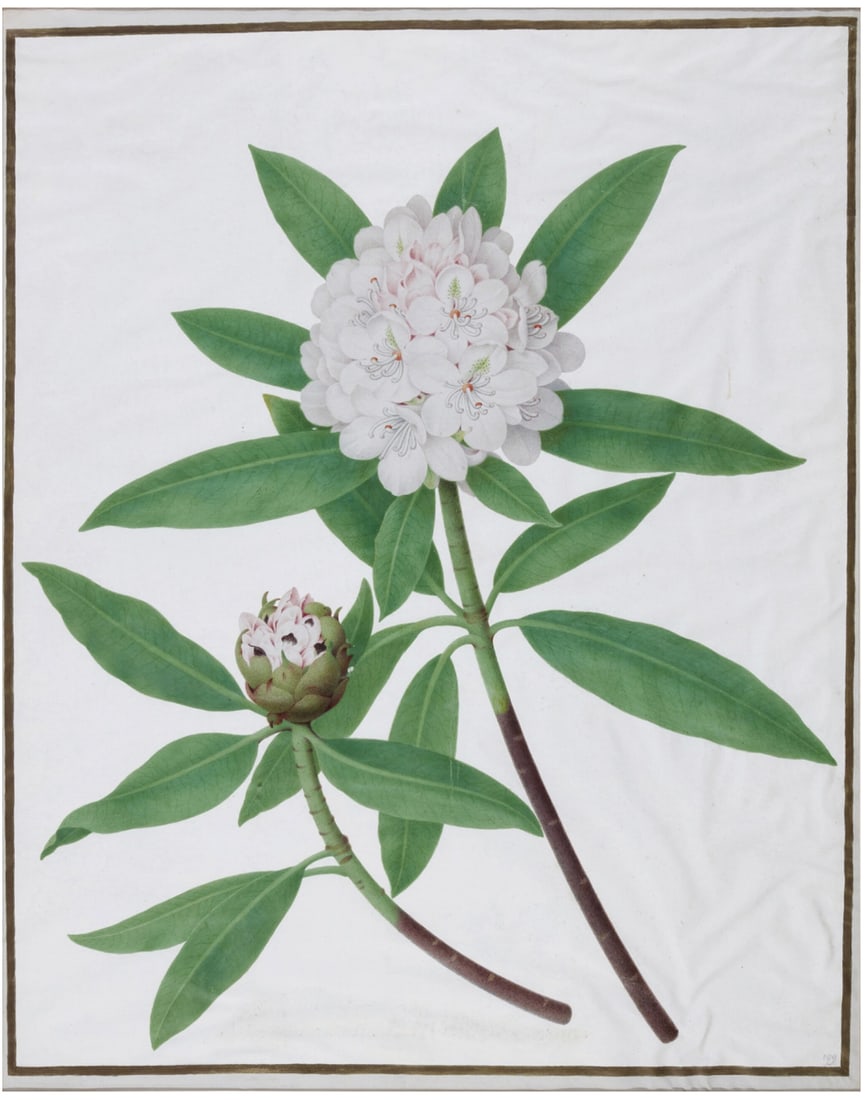 Nicholas Robert Original Watercolor of a Rhodedendron - The Artwork of Louis XIV that Hung in (1 of 1)