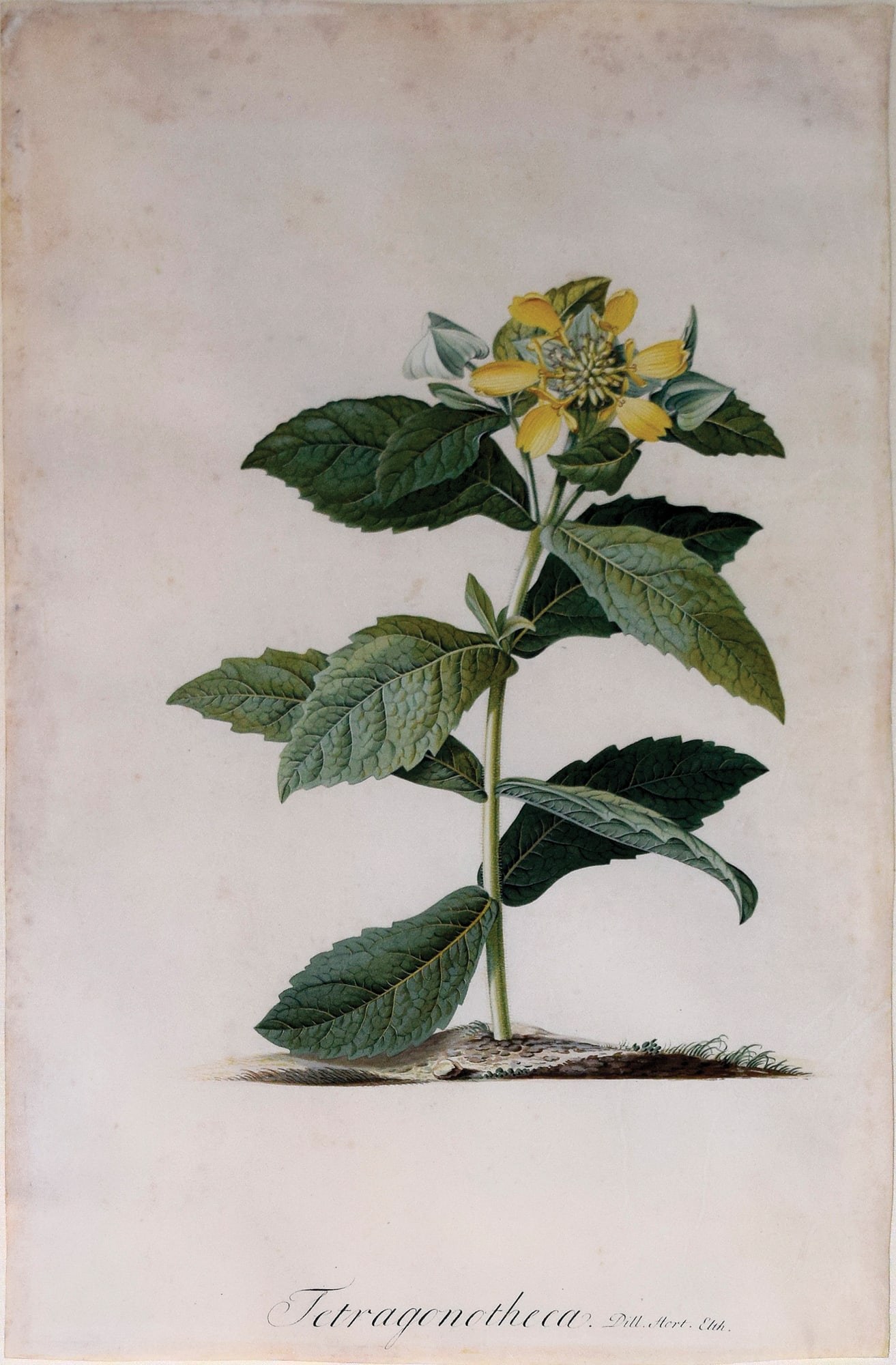 Georg D. Ehret Original Watercolor of Ginseng (1 of 1)