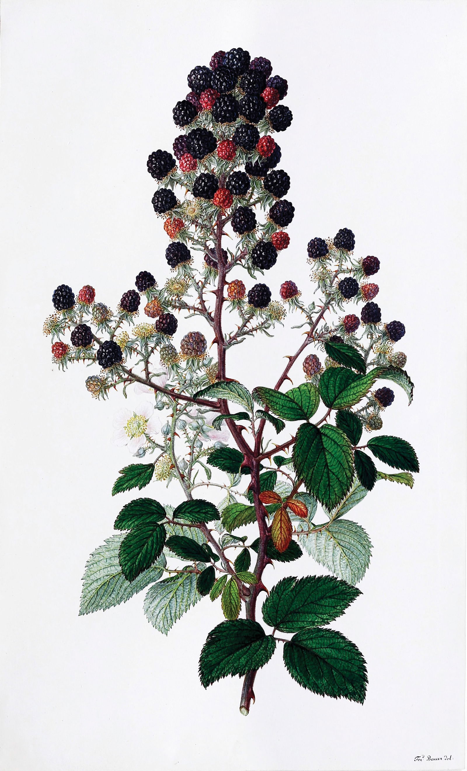 Ferdinand Bauer Original Watercolor of Blackberries (1 of 2)