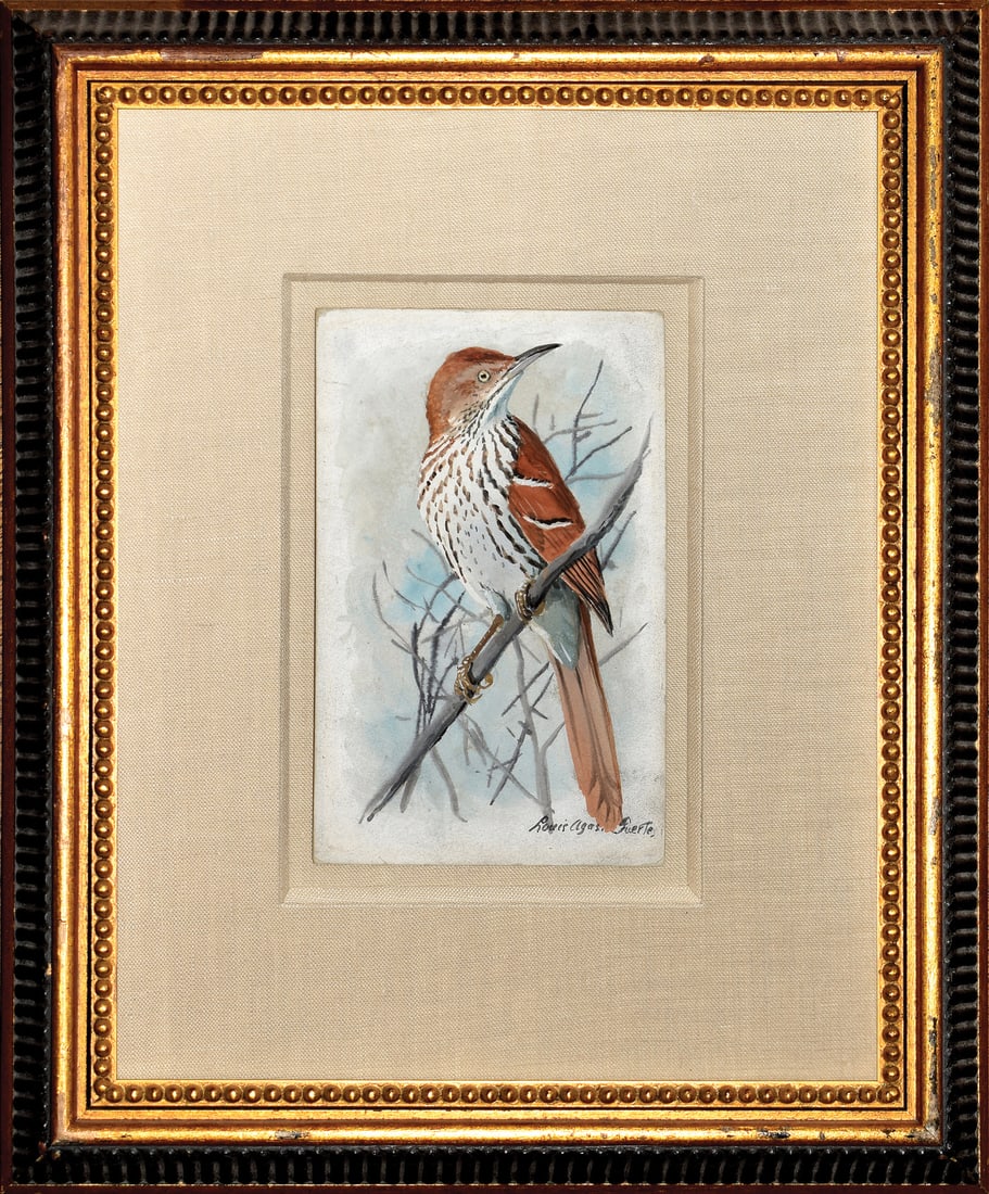 Louis Agassiz Fuertes Original Watercolor of a Brown Thrasher (1 of 1)