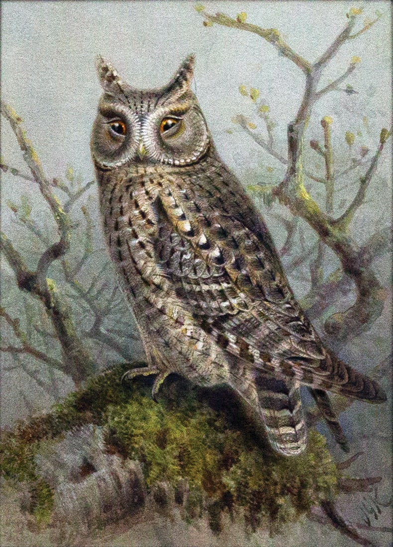 Johannes G. Keulemans Original Watercolor of a Scops Owl (1 of 2)