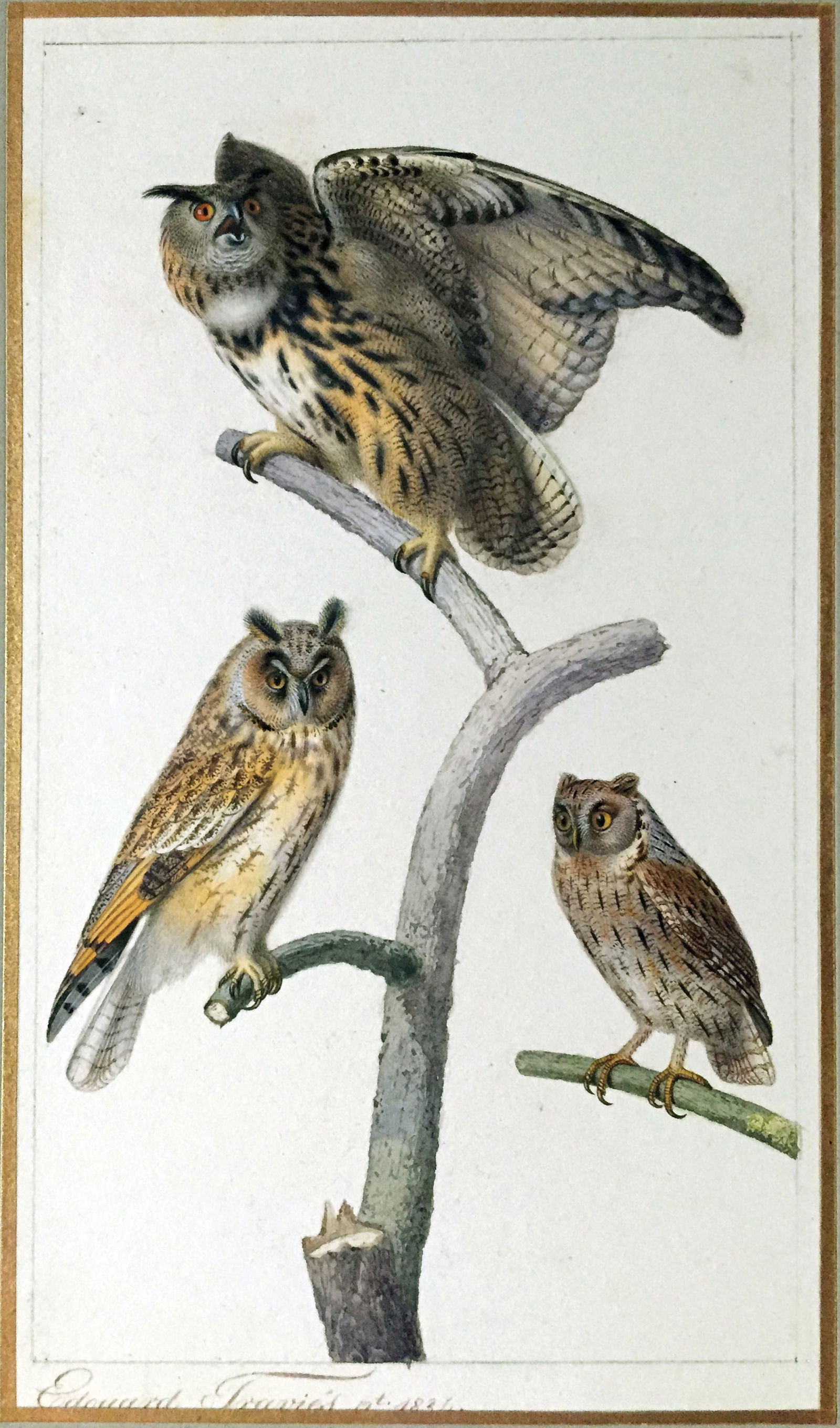 Edouard Travies Original drawing and watercolor of a Eagle Owl, Long-eared Owl, and Scops Owl (1 of 1)
