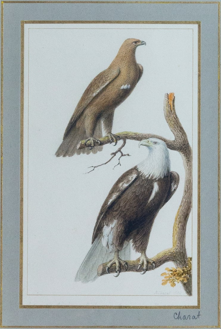 Antoine Chazal Original Watercolor of a Golden and Bald Eagle (1 of 2)
