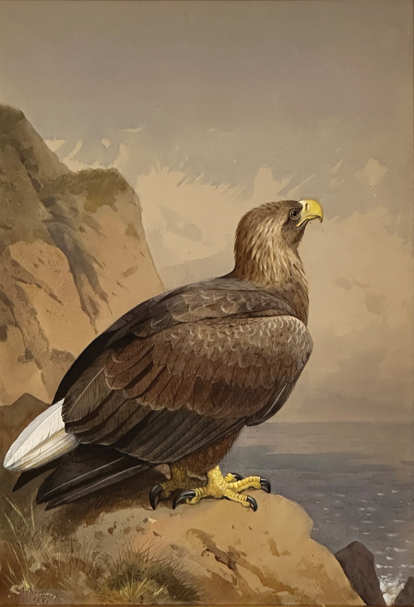 Archibald Thorburn Original Gouache of a Sea Eagle (1 of 1)