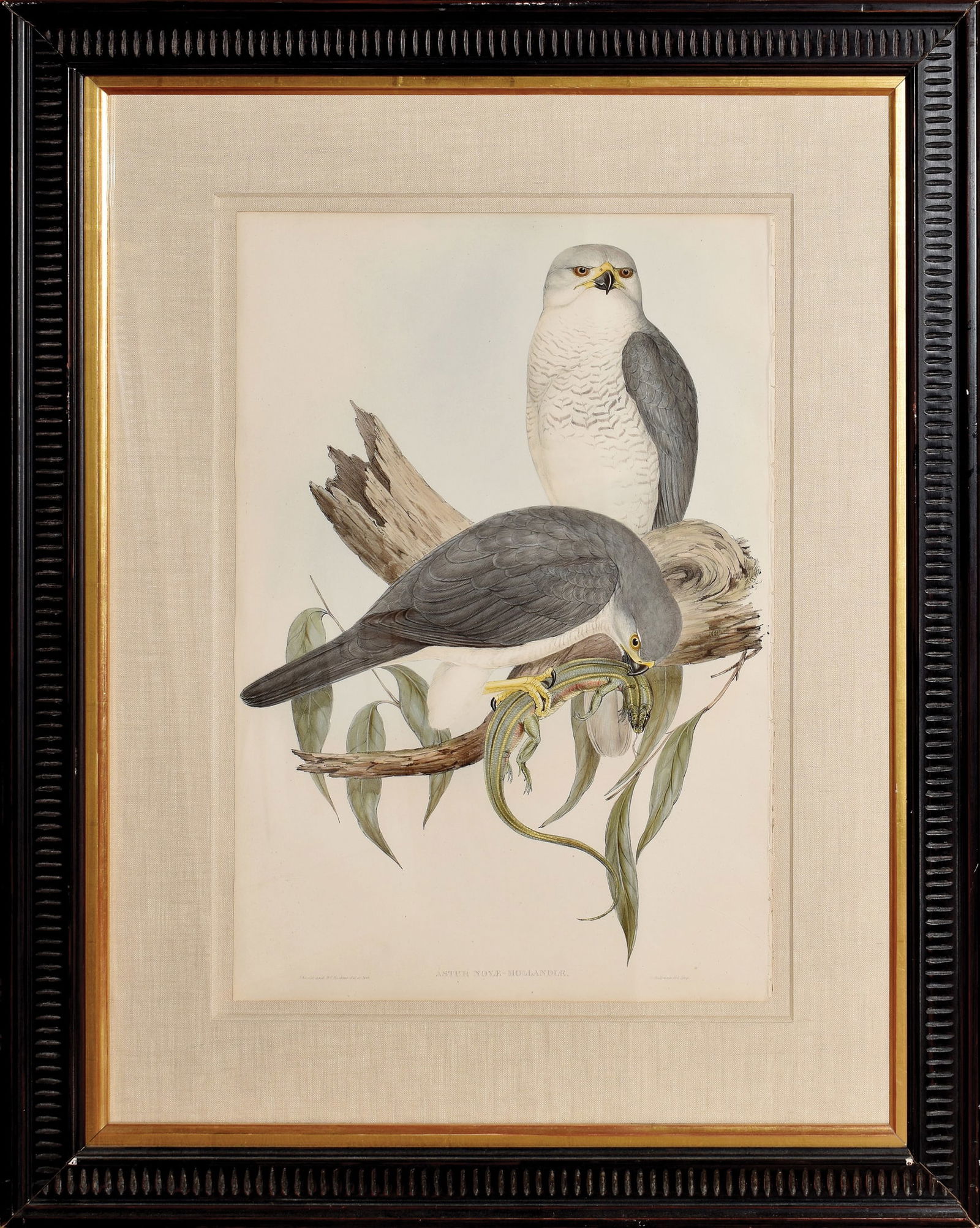 John Gould Lithograph from The Birds of Australia, Astur Novae-Hollandiae (1 of 1)