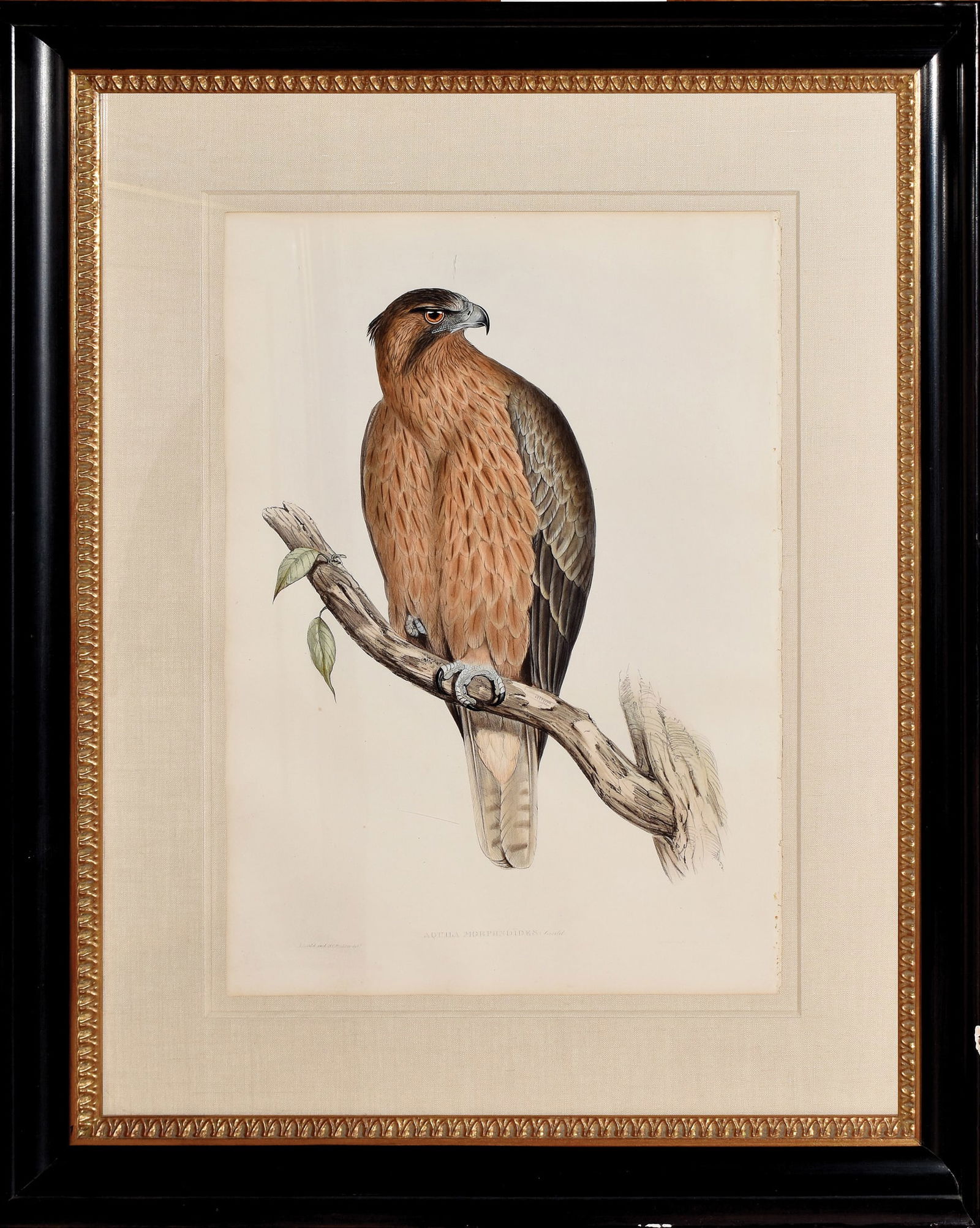 John Gould Lithograph from The Birds of Australia, Aquila Morphnoides (1 of 1)