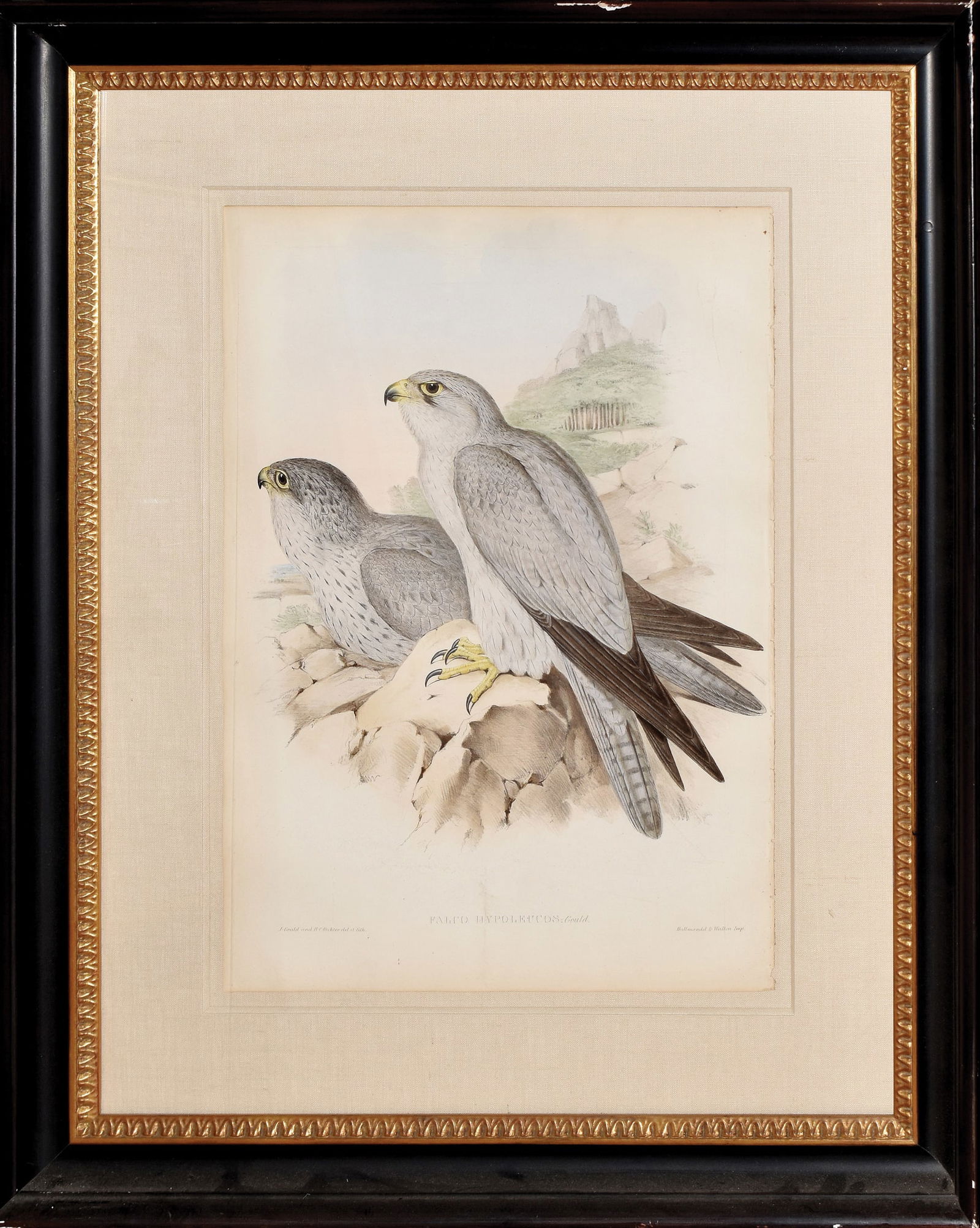 John Gould Lithograph from The Birds of Australia, Falco Hypoleucos (1 of 1)