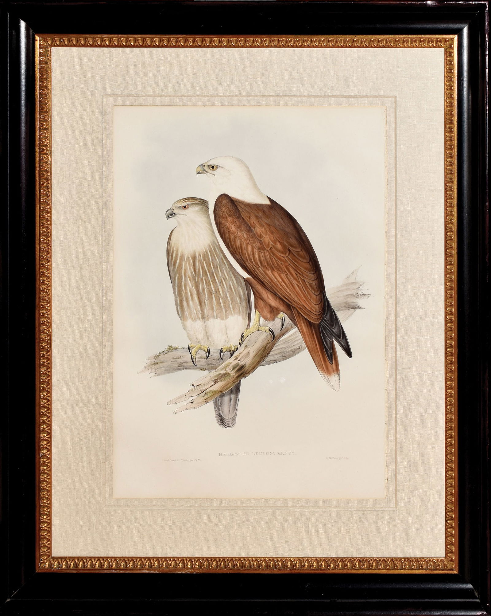 John Gould Lithograph from The Birds of Australia, Haliastur Leucosternus (1 of 1)