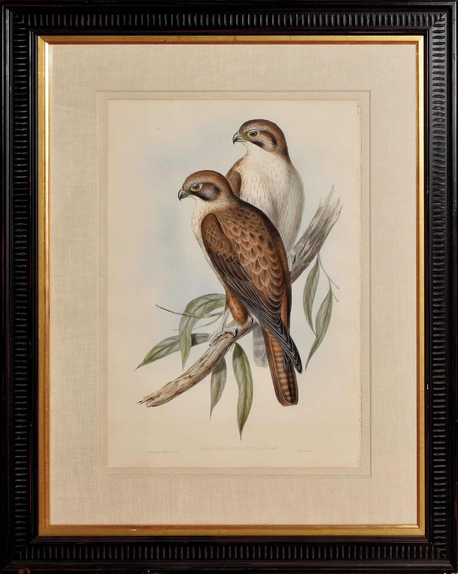 John Gould Lithograph from The Birds of Australia, Ieracidea Occidentalis: (NATURAL HISTORY, BIRD) GOULD, John (1804-1881). Ieracidea Occidentalis. Lithograph with original handcolor. From The Birds of Australia. London, 1848. approx. 21" x 14 1/2 sheet, 32 1/2" x 25 1/2" fr