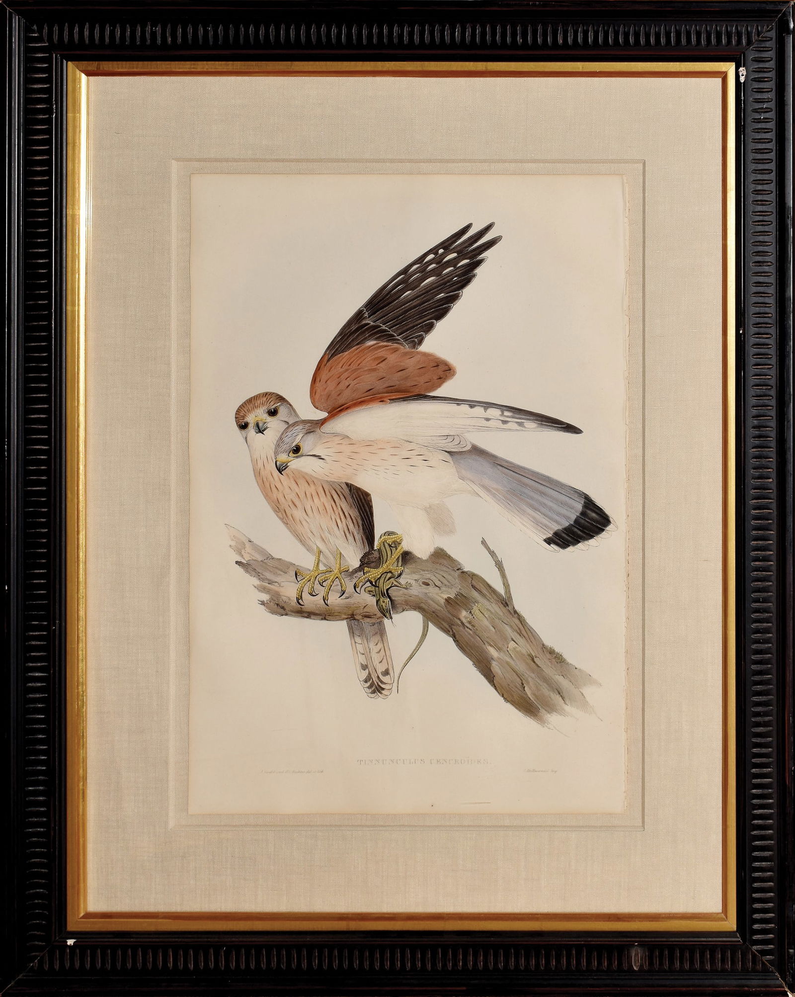 John Gould Lithograph from The Birds of Australia, Tinnunculus Cencroides (1 of 1)