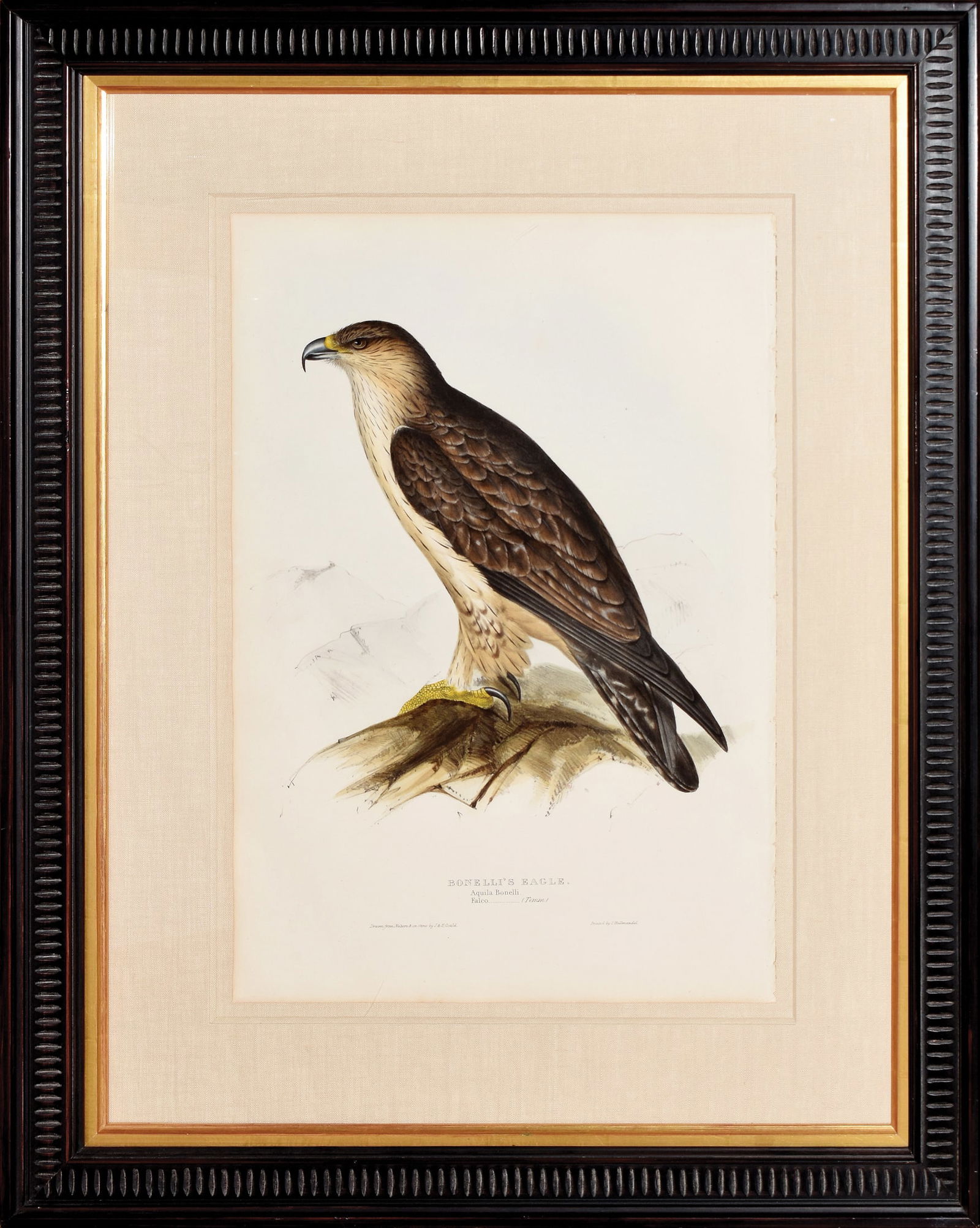 John Gould Lithograph from The Birds of Europe, Bonelli's Eagle (1 of 1)