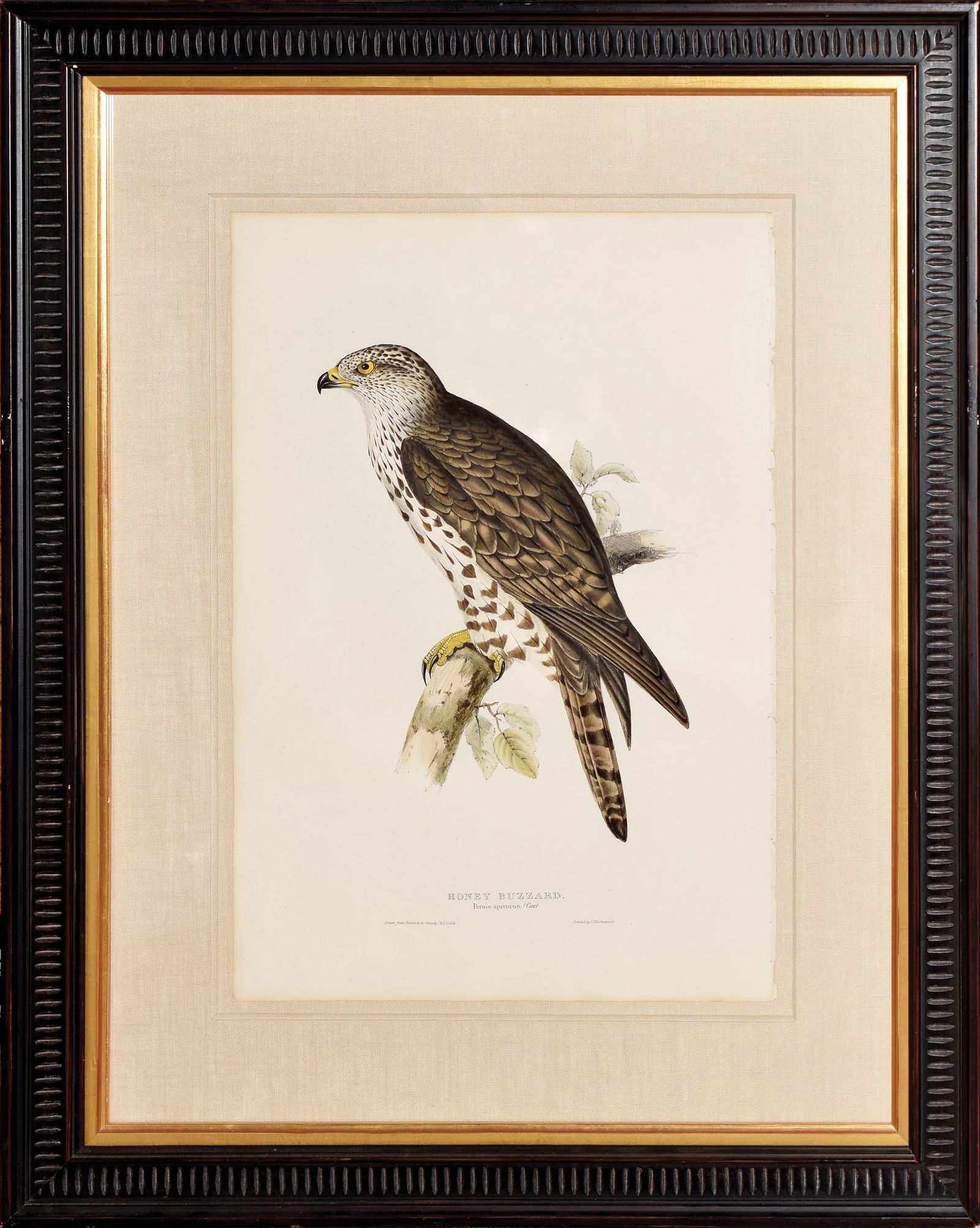 John Gould Lithograph from The Birds of Europe, Honey Buzzard (1 of 1)