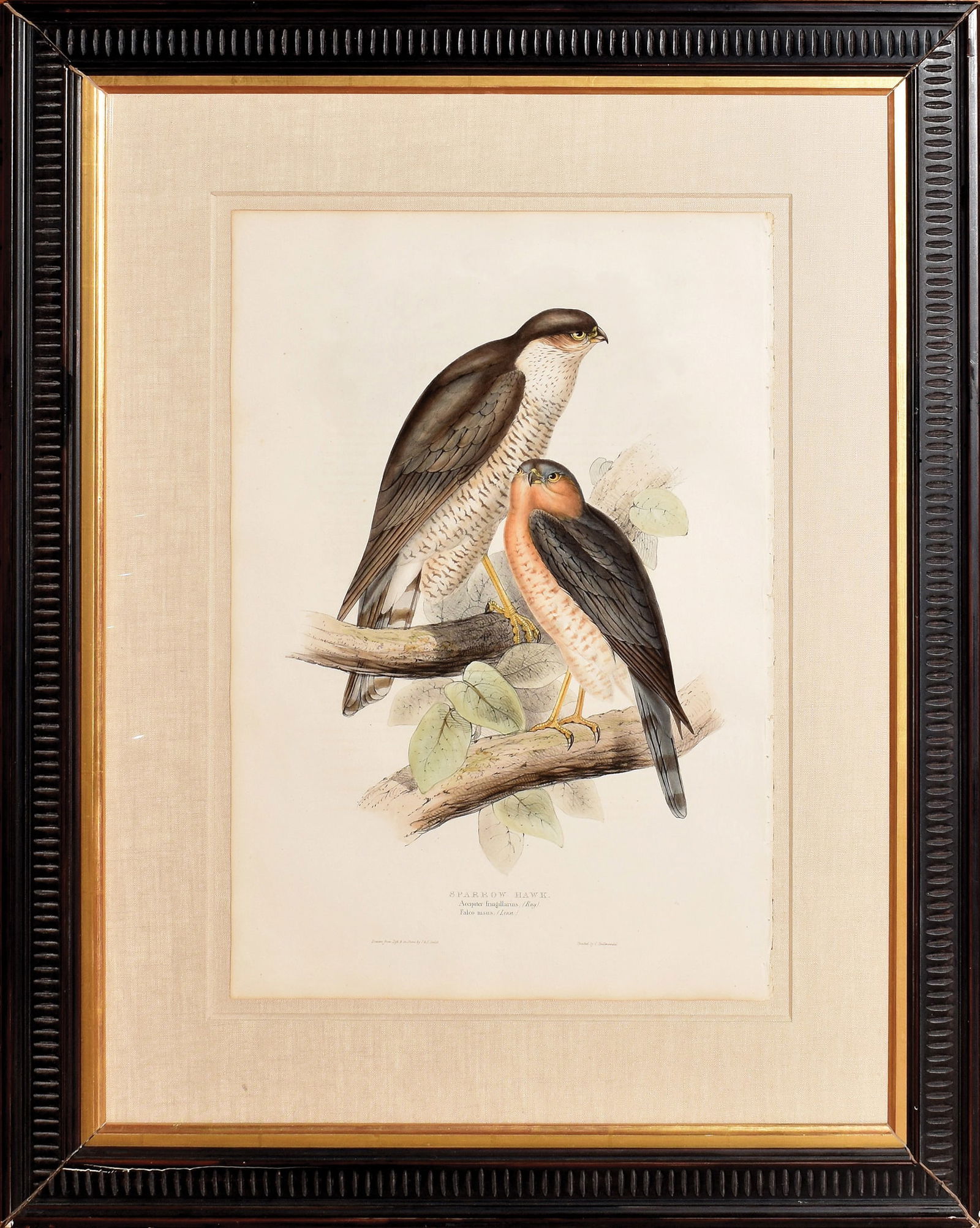 John Gould Lithograph from The Birds of Europe, Sparrow Hawk (1 of 1)