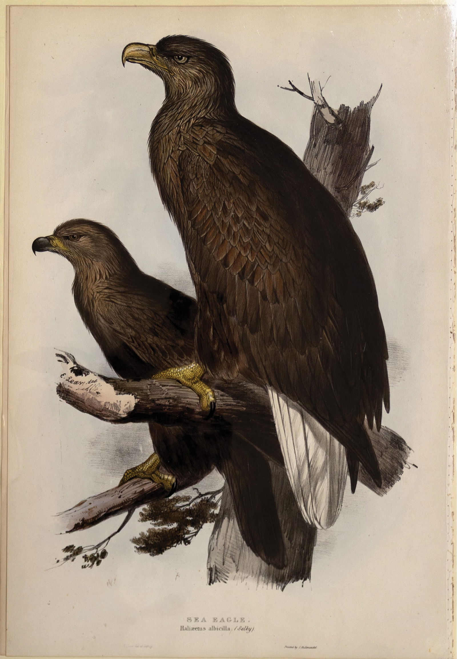 Edward Lear Lithograph from Gould's The Birds of Europe, Sea Eagle, Pl. 10 (1 of 1)