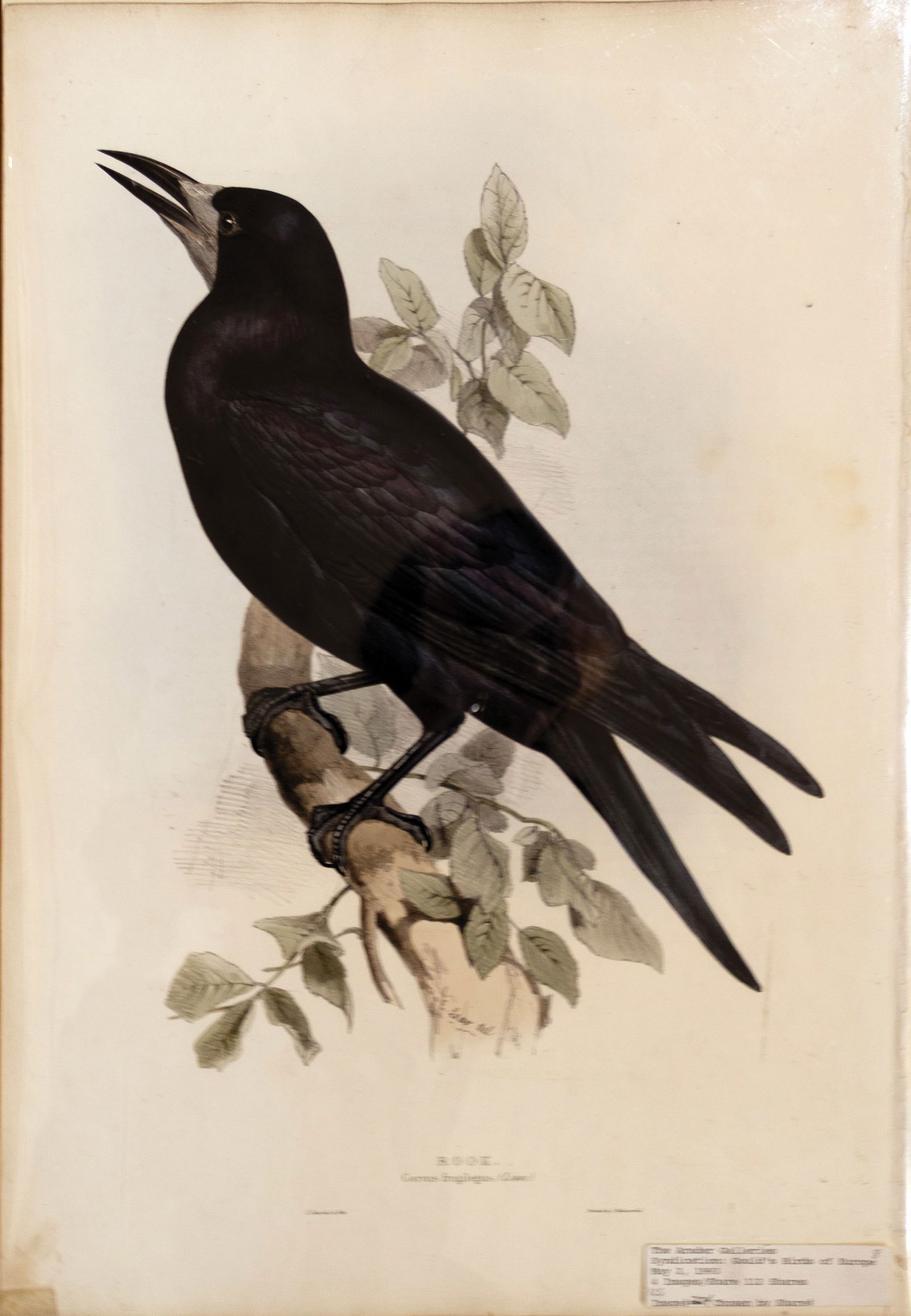 Edward Lear Lithograph from Gould's The Birds of Europe, Rook, Pl. 224 (1 of 1)