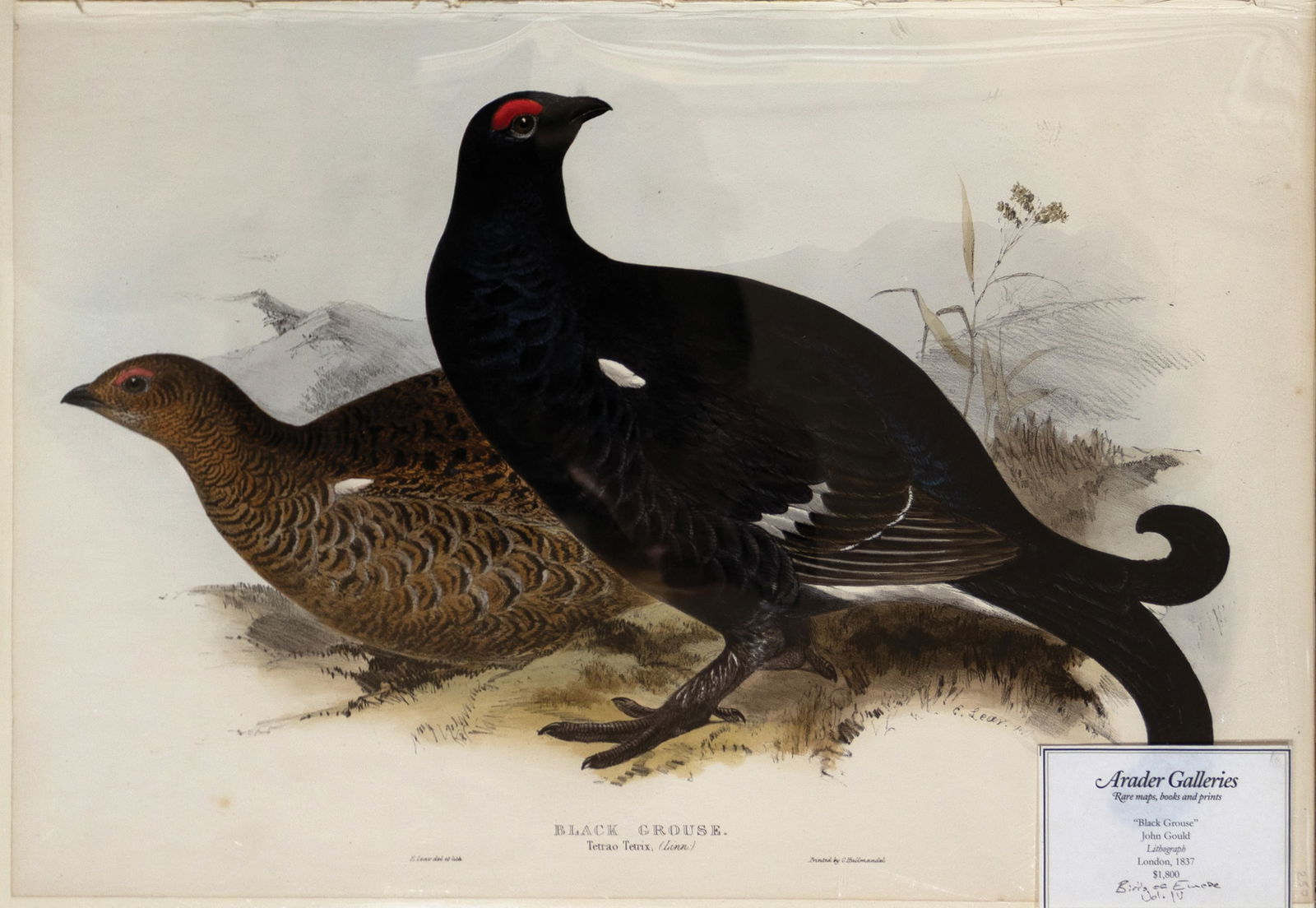 Edward Lear Lithograph from Gould's The Birds of Europe, Black Grouse, Pl. 250 (1 of 1)