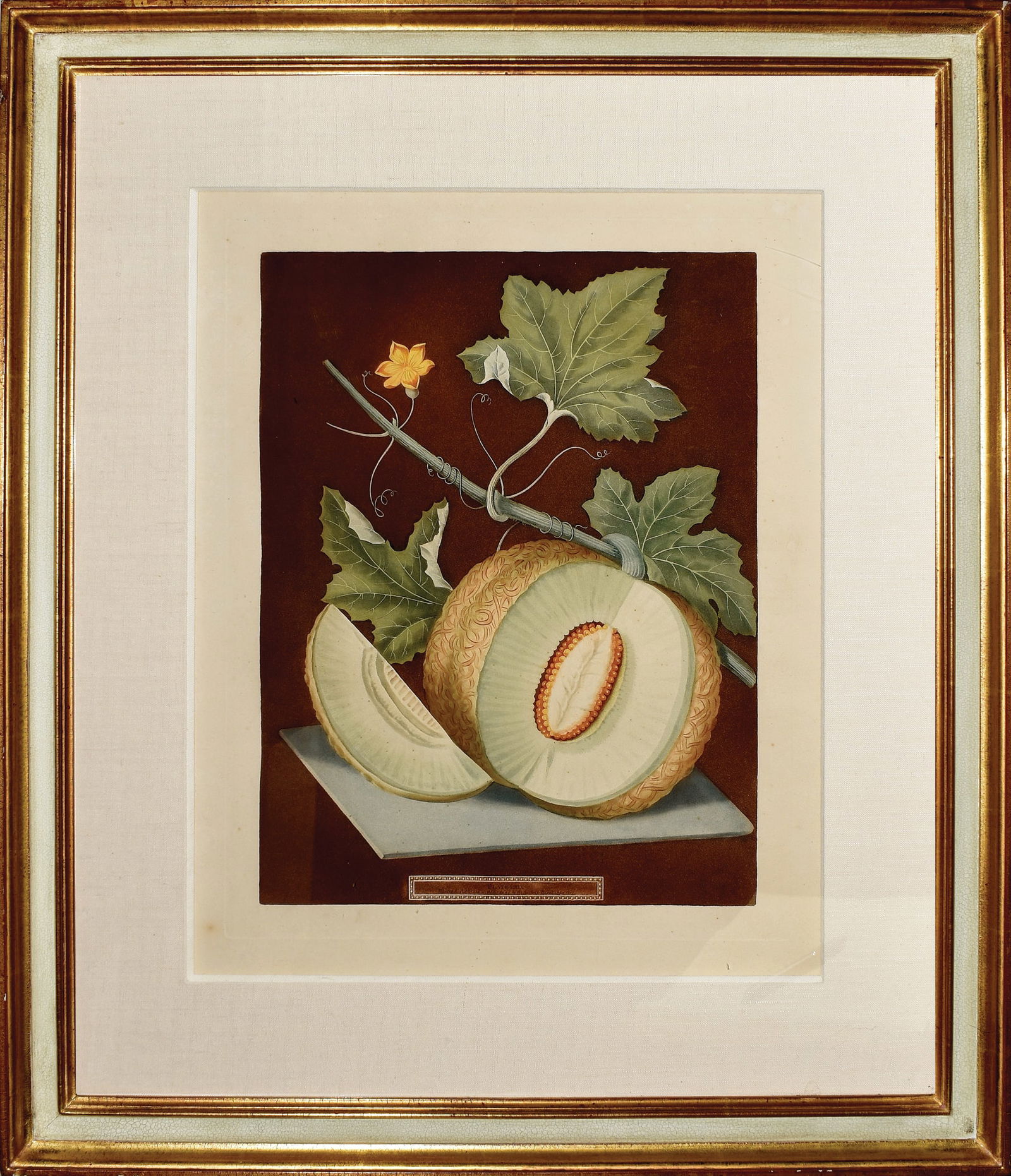 Brookshaw engraving from Pomona Britannica, Green Flesh Melon, Plate LXIX (1 of 1)