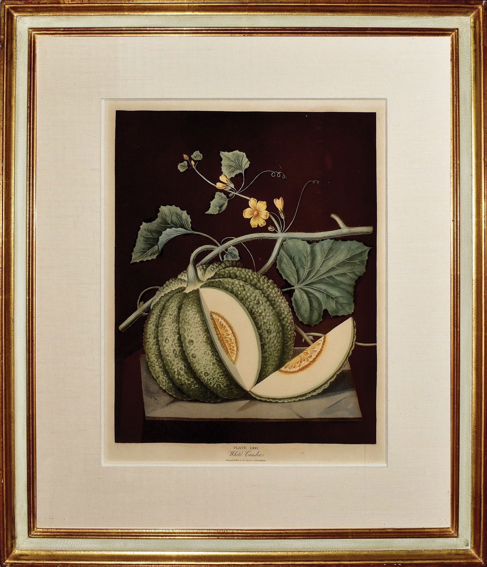 Brookshaw engraving from Pomona Britannica, White Candia, Plate LXXI (1 of 1)