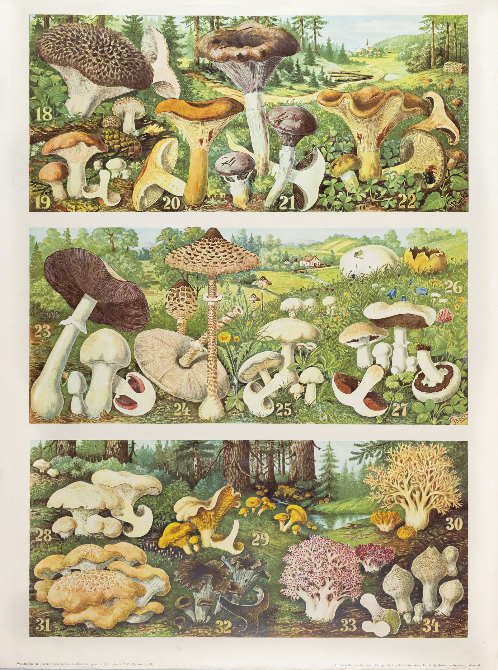 Beck-Mannagetta Color Lithograph of Fungus, 18-34 (1 of 1)