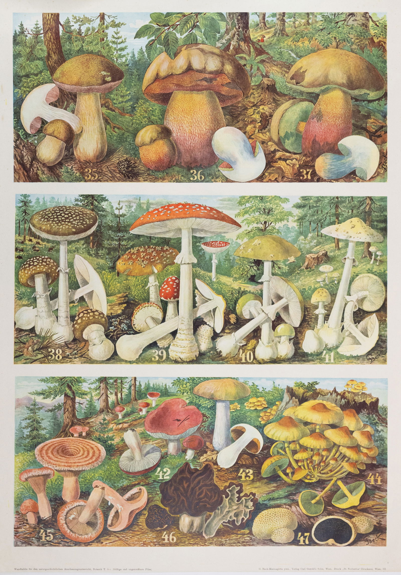 Beck-Mannagetta Color Lithograph of Fungus, 35-47 (1 of 1)