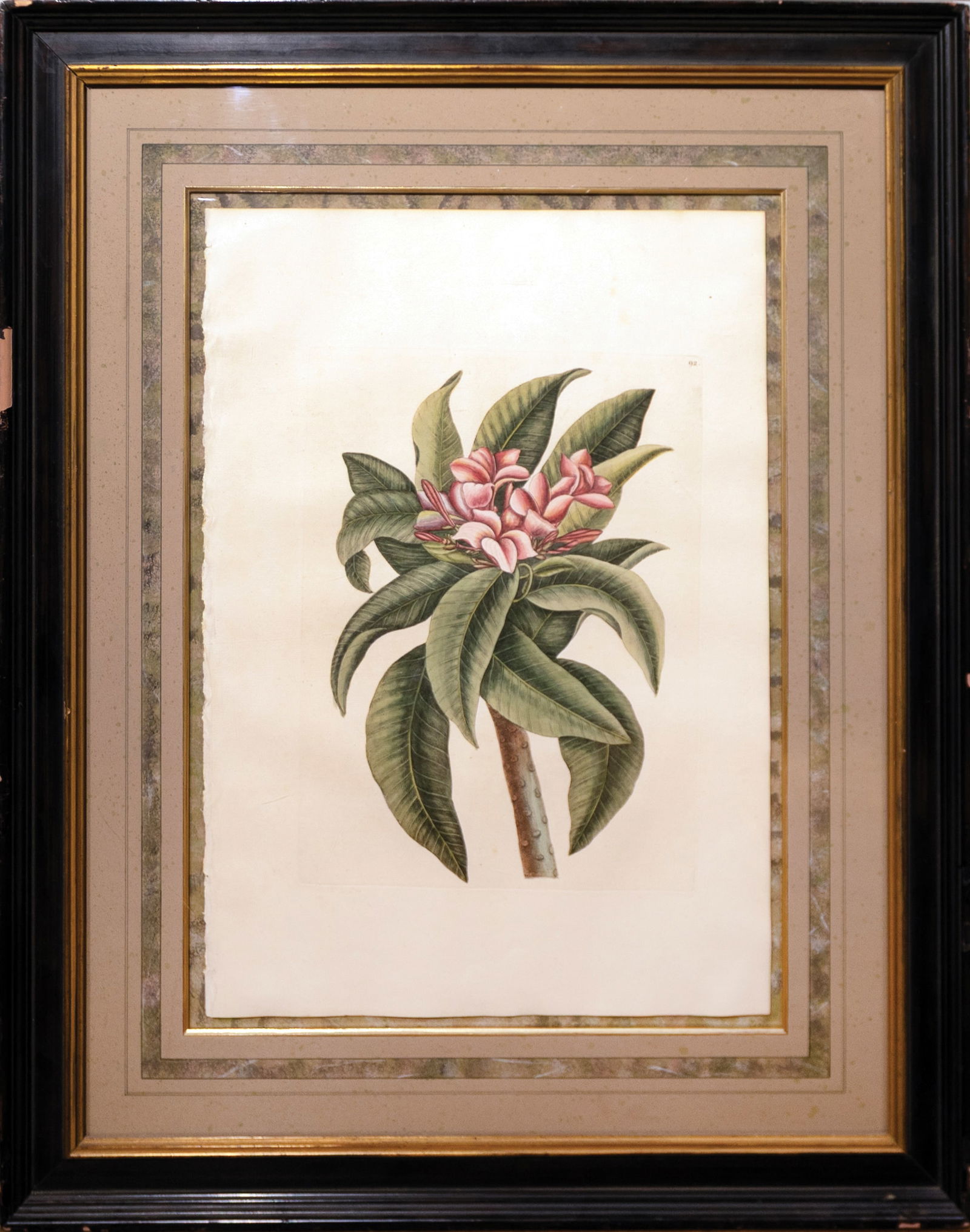 Mark Catesby Engraving from Natural History of Carolina, Florida and the Bahama Islands - Plumeria: (NATURAL HISTORY, FLOWERS) CATESBY, Mark (1683-1749). Plumeria Flore Roseo - Tab, 92 (Spanish jasmine or templetree). Engravings with original hand color. From Natural History of Carolina, Florida and