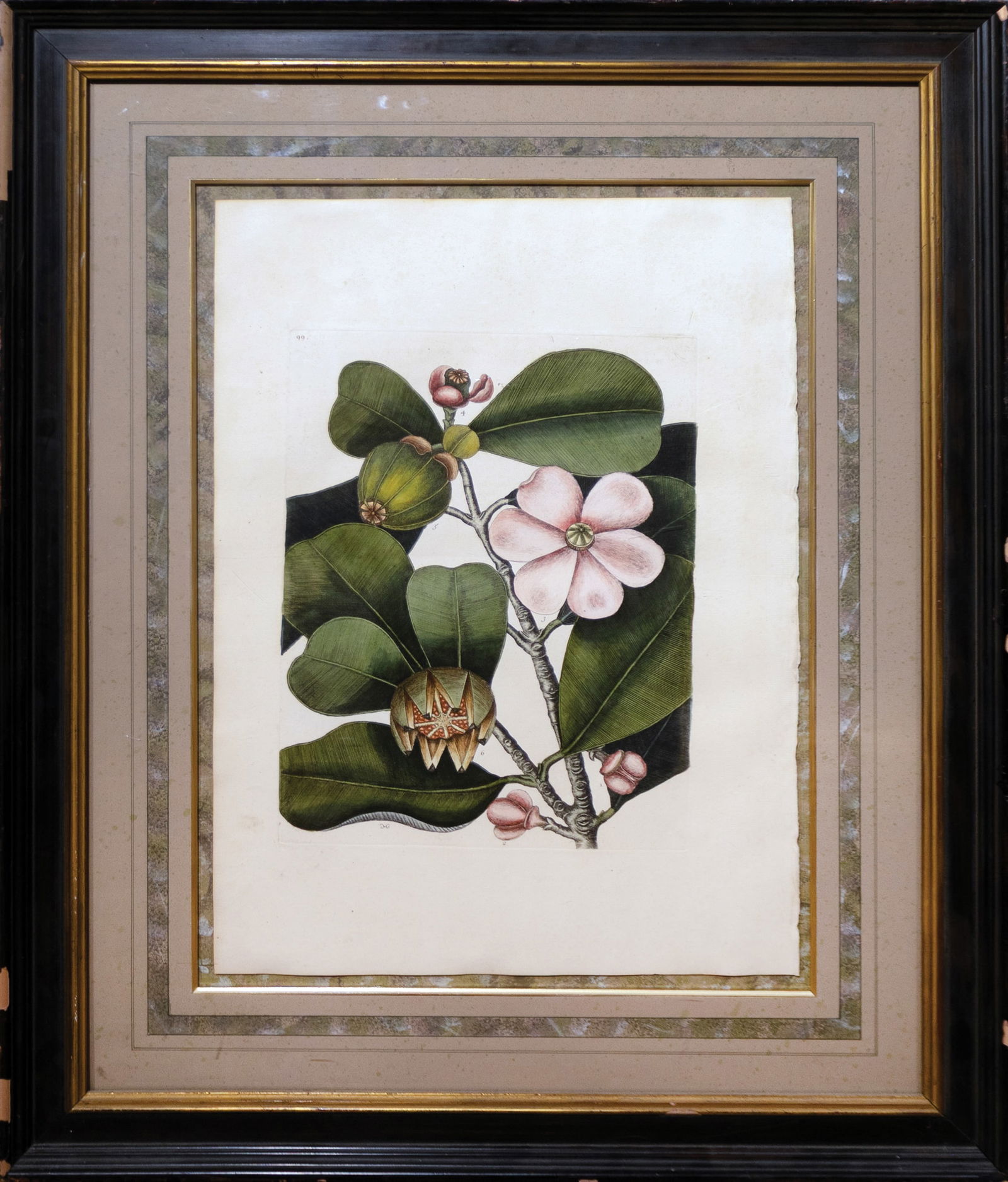 Mark Catesby Engraving from Natural History of Carolina, Florida and the Bahama Islands - Tab, 99 (1 of 1)