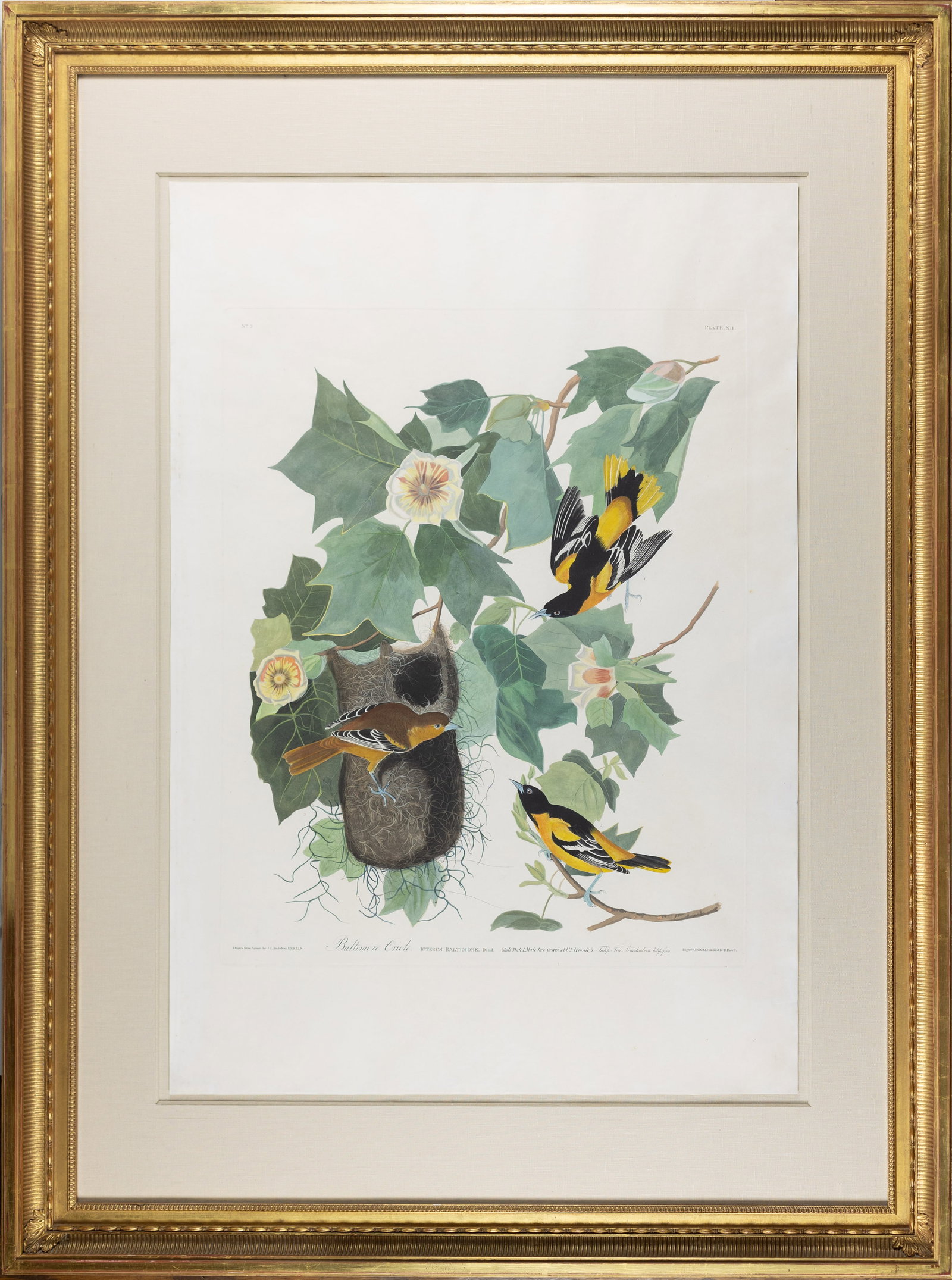Audubon Aquatint, Baltimore Oriole, Plate 12 - State Bird of Maryland: AUDUBON, John James (1785 - 1851). Baltimore Oriole, Plate 12. Aquatint engraving with original hand color. London: Robert Havell, 1827-1838. 36” x 24 3/4” sheet, 49 1/2” x 37”