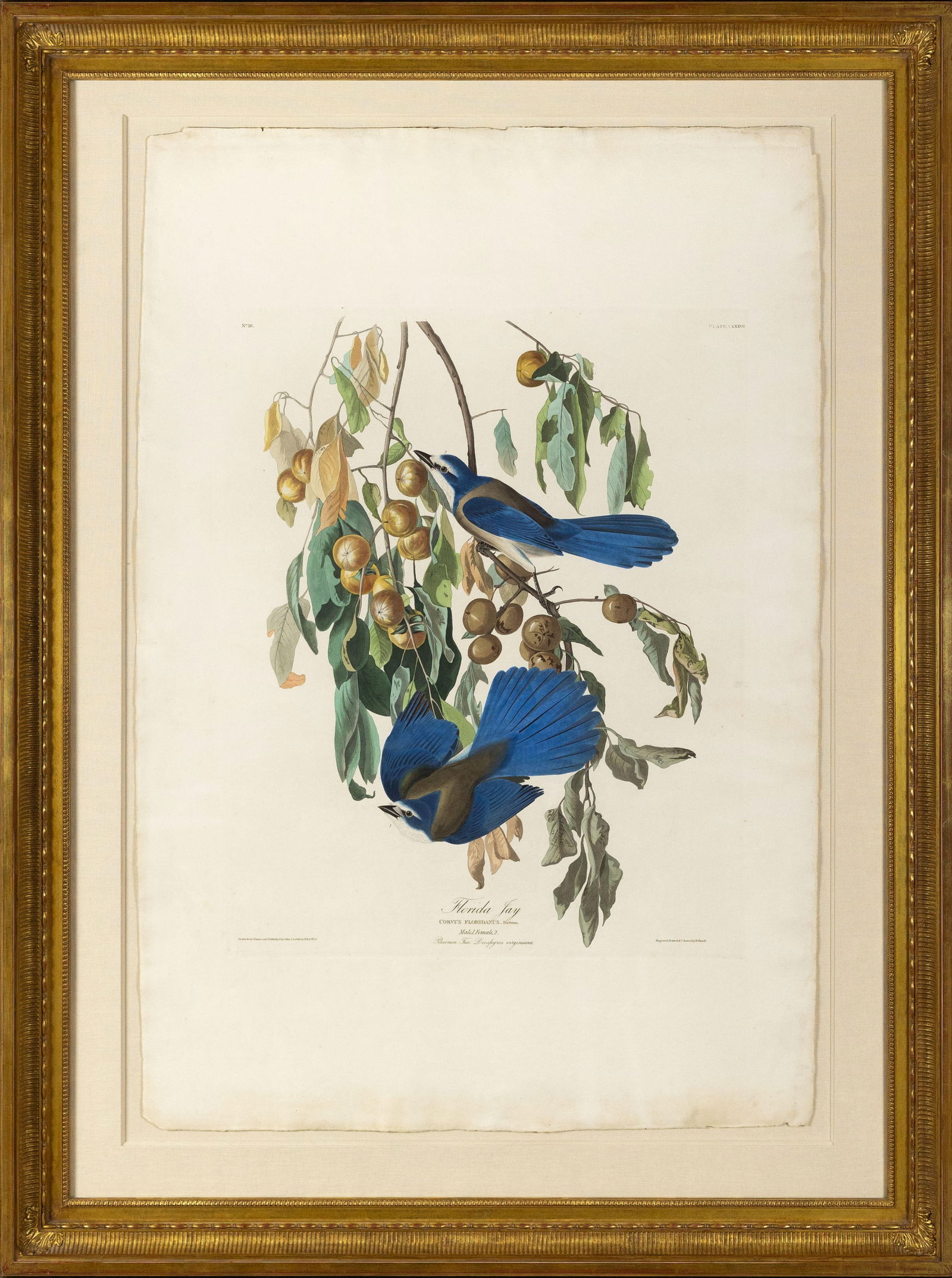 Audubon Aquatint, Florida Jay, Plate 87: AUDUBON, John James (1785 - 1851). Florida Jay, Plate 87. Aquatint engraving with original hand color. London: Robert Havell, 1827-1838. 36 3/4” x 24 5/8” sheet, 49” x 36 1/2”