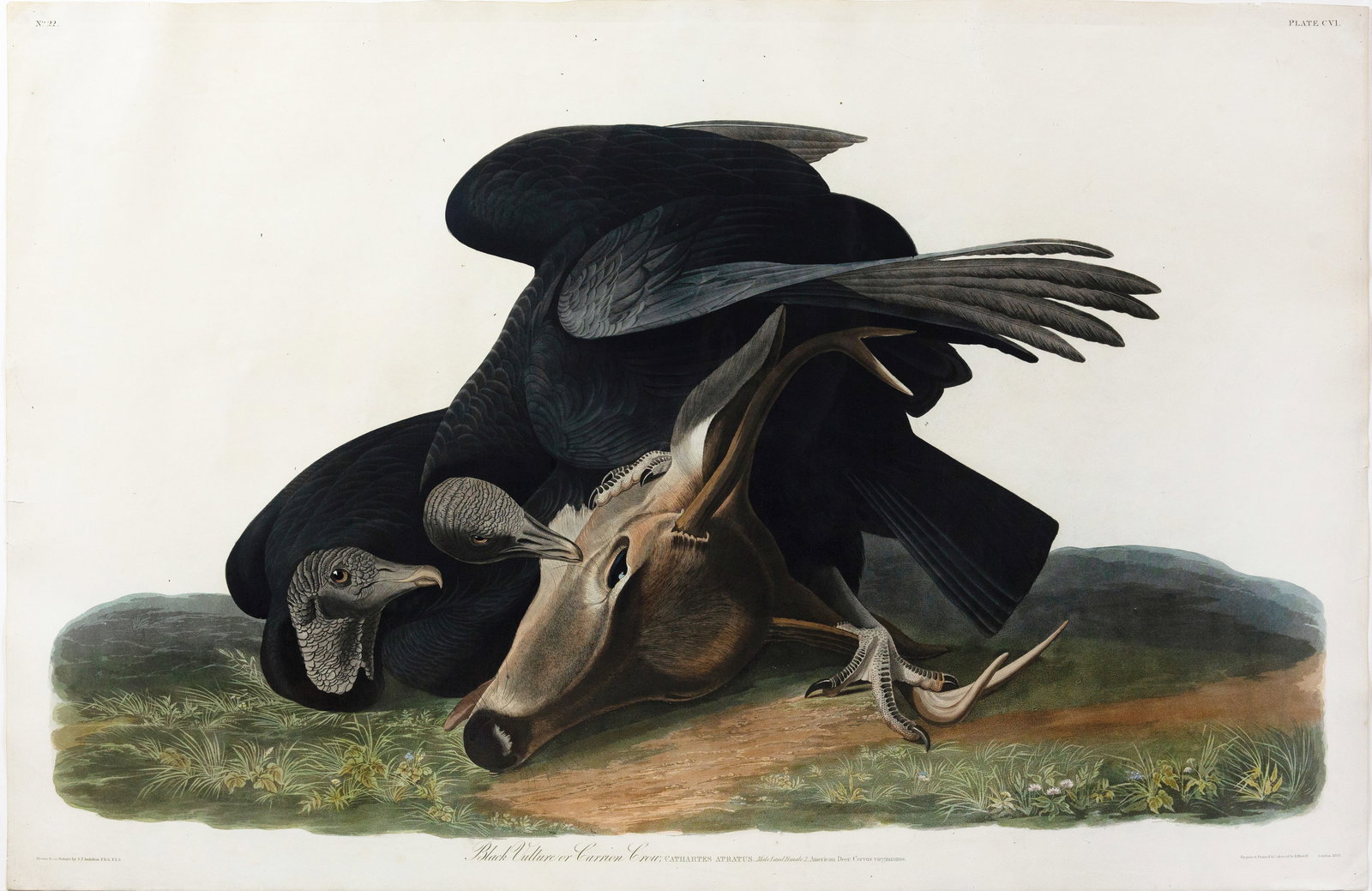 Audubon Aquatint, Black Vulture, Plate 106.: AUDUBON, John James (1785 - 1851). Black Vulture, Plate 106. Aquatint engraving with original hand color. London: Robert Havell, 1827-1838. 25 1/4” x 38” sheet. Comparables: Arader Galleri