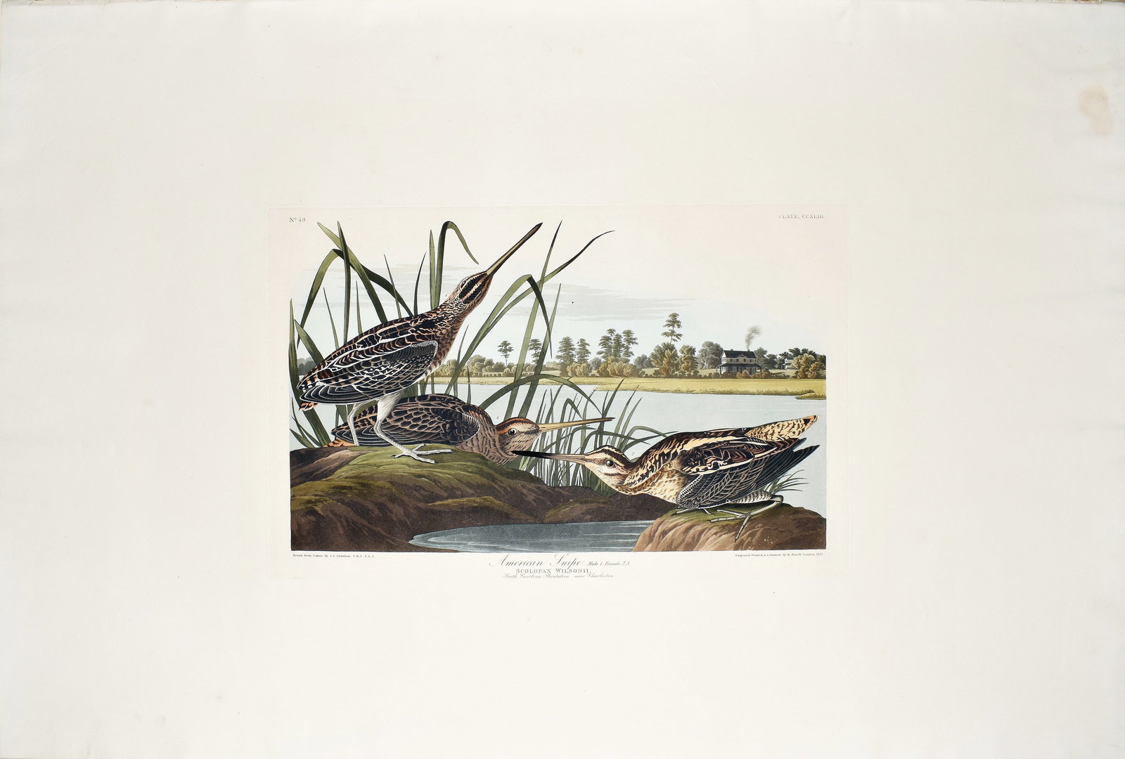 Audubon Aquatint, American Snipe, Plate 243 [With South Carolina Plantation near Charleston in: AUDUBON, John James (1785 - 1851). American Snipe, Plate 243 [With South Carolina Plantation near Charleston in background]. Aquatint engraving with original hand color. London: Robert Havell, 1827-18