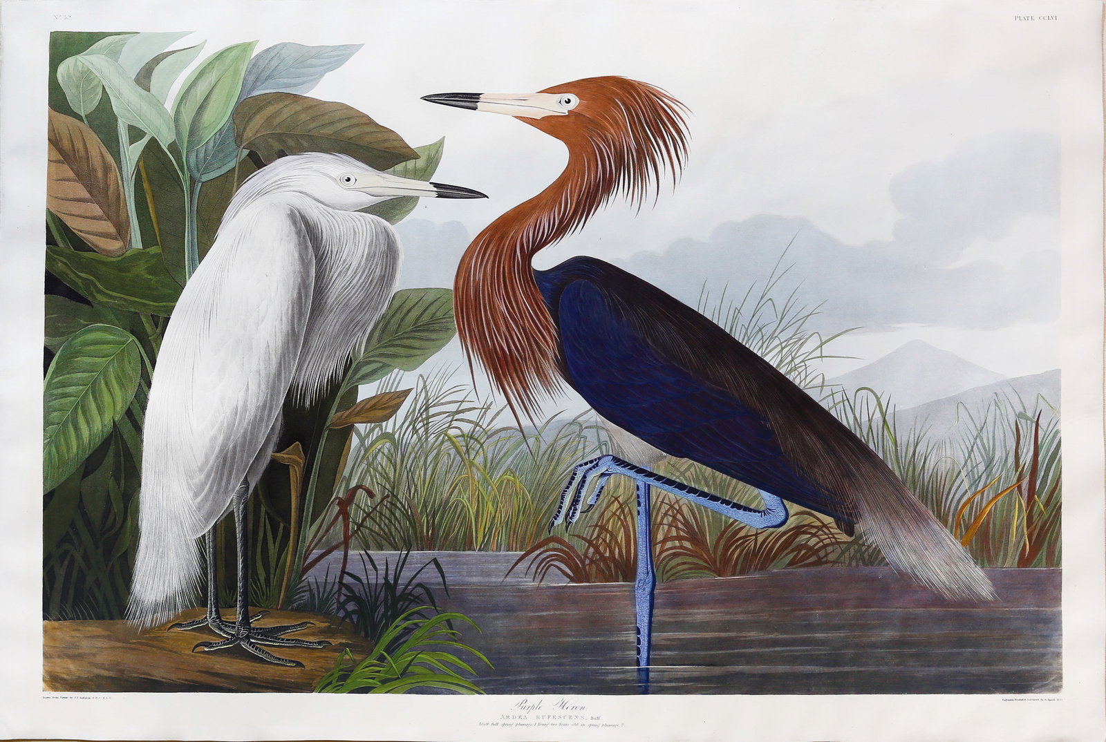 Audubon Aquatint, Reddish Egret / Purple Heron, Plate 256: AUDUBON, John James (1785 - 1851). Reddish Egret / Purple Heron, Plate 256. Aquatint engraving with original hand color. London: Robert Havell, 1827-1838. 25” x 37 3/4” sheet. Comparables: