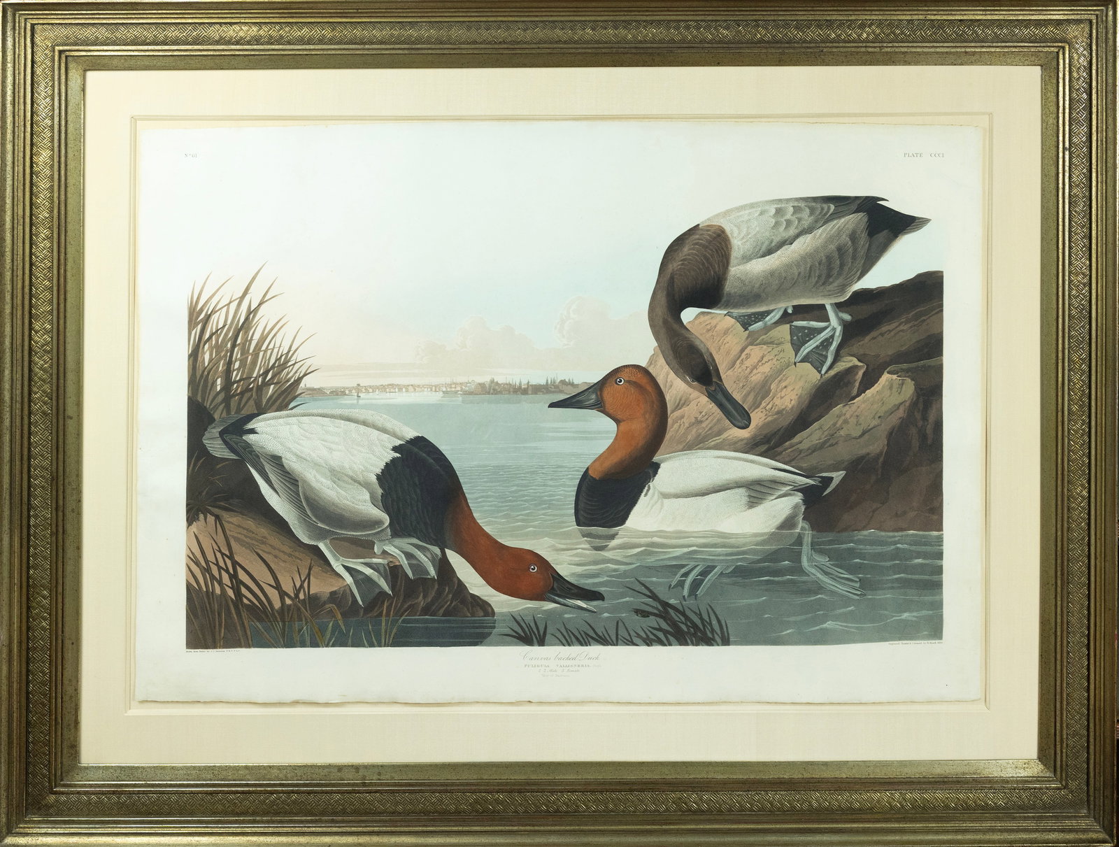 Audubon Aquatint, Canvas backed Duck, Plate 301 [With View of Baltimore, Maryland in the background]: AUDUBON, John James (1785 - 1851). Canvas backed Duck, Plate 301 [With View of Baltimore, Maryland in the background]. Aquatint engraving with original hand color. London: Robert Havell, 1827-1838. 26