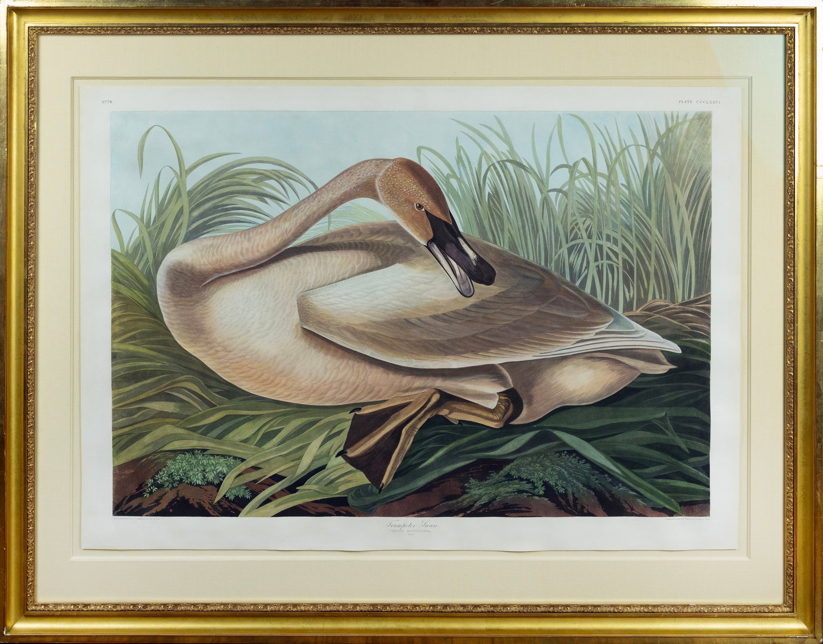 Audubon Aquatint, Trumpeter Swan [Young], Plate 376: AUDUBON, John James (1785 - 1851). Trumpeter Swan [Young], Plate 376. Aquatint engraving with original hand color. London: Robert Havell, 1827-1838. 26 3/8” x 39” sheet, 38 1/2” x 51