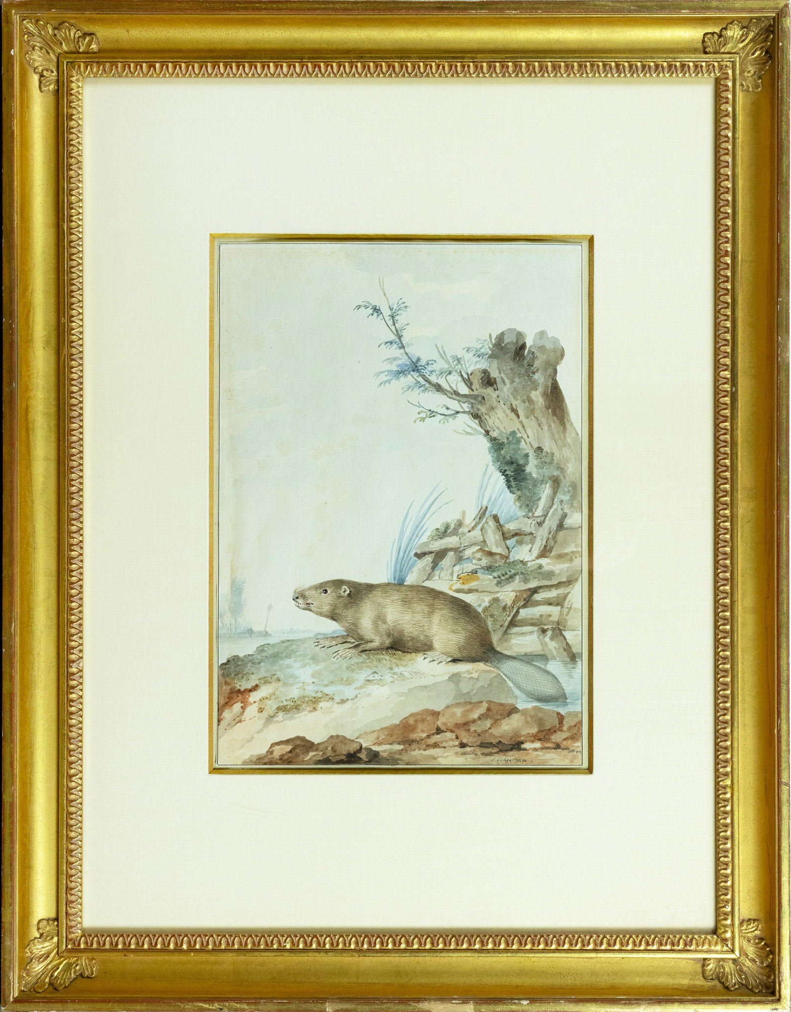 Aert Schouman original watercolor of a Beaver - The Reason the American West was explored: SCHOUMAN, Aert (Dutch, 1710-1792). Beaver. Watercolor over traces of black chalk, within remains of black ink framing lines. 10" x 14 1/4" sheet, 21 1/2" x 27 1/2" framed. The Reason that the American