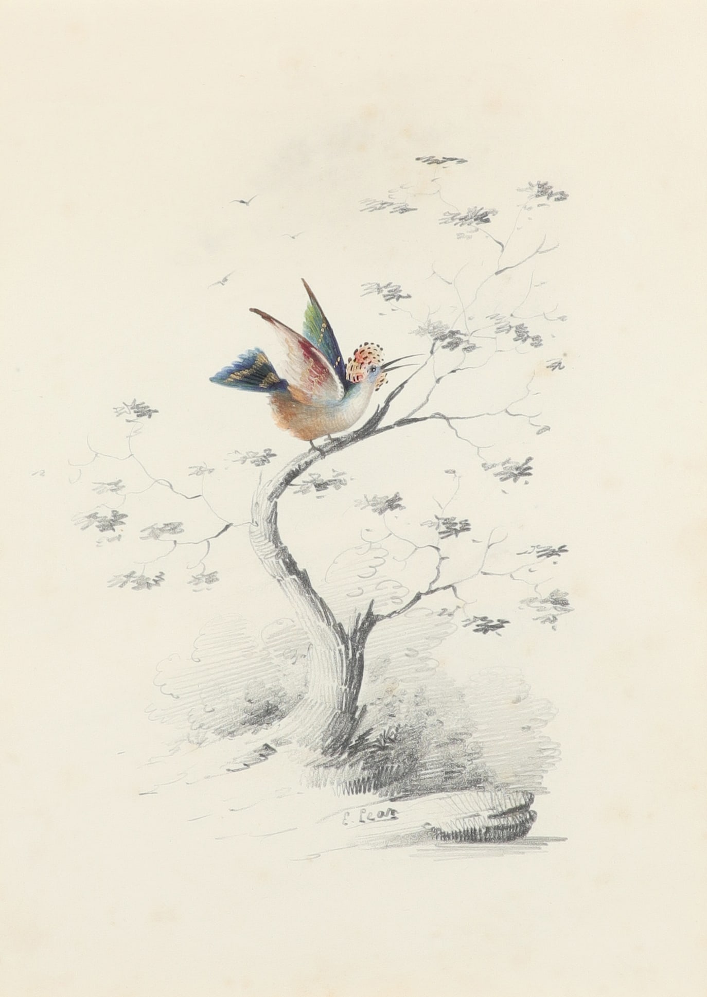 Edward Lear Original Watercolor, Crested bird on a branch (1 of 1)