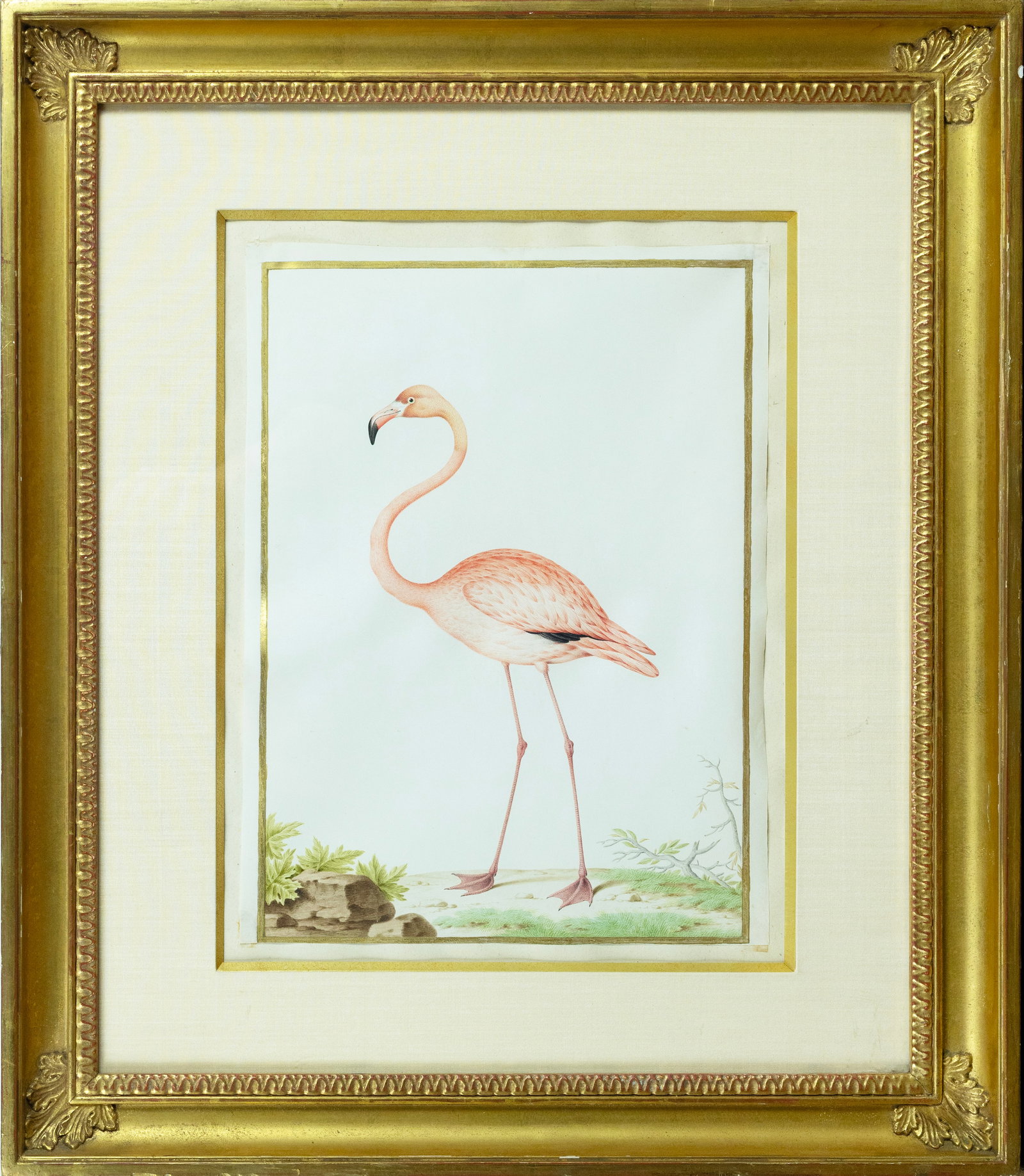 Nicolas Robert Original Watercolor on Vellum, Flamingo (Phoenicopterus ruber) [The American: ROBERT, Nicolas (French, 1614-1685). Flamingo (Phoenicopterus ruber) [The American Flamingo]. Pencil, watercolor and gouache, on vellum, with gold border. ca, 1675. 14 1/2" x 10 5/8" vellum, 20 1/2" x