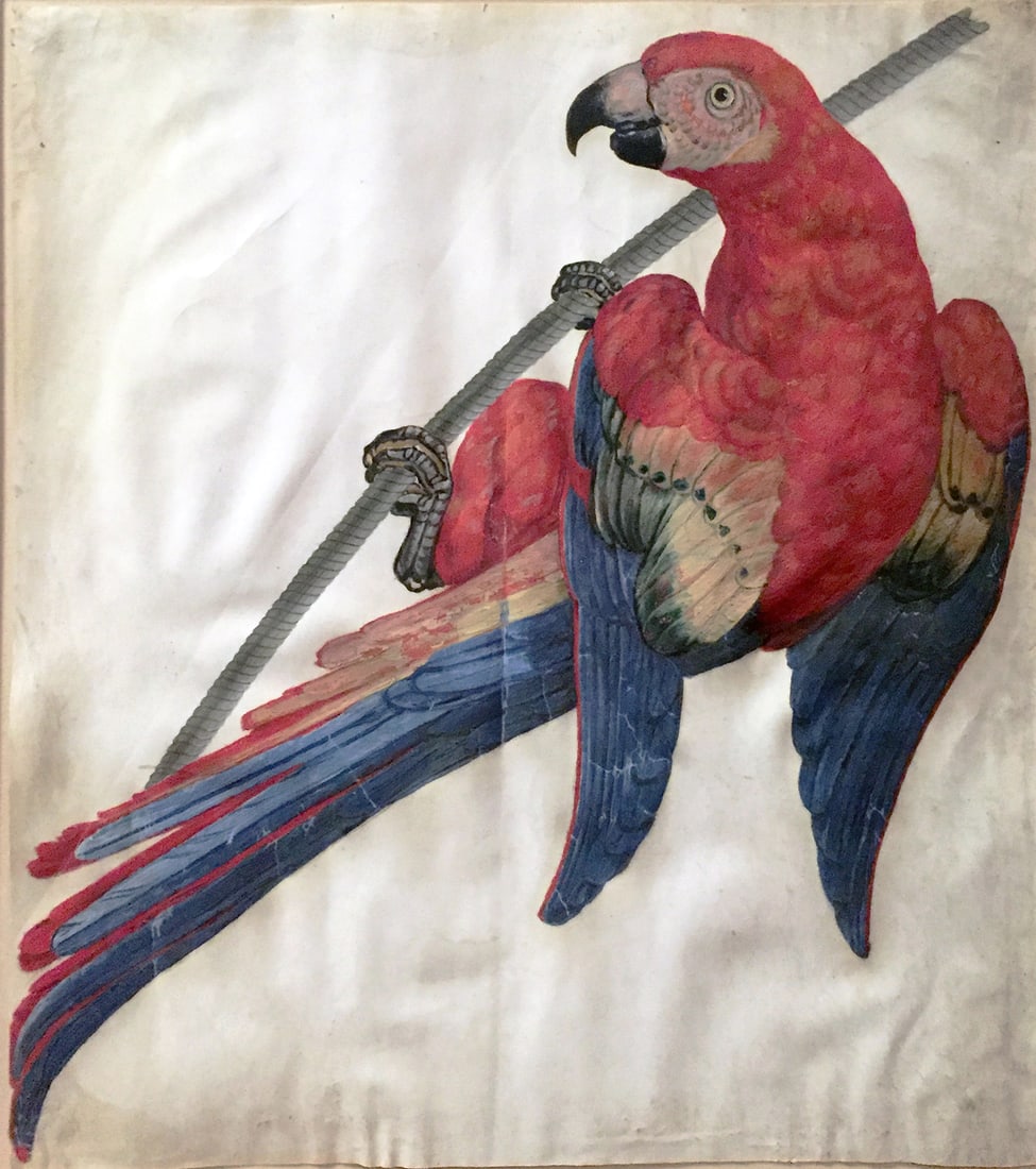 French School Watercolor on Vellum, Red Macaw: FRENCH SCHOOL (17th-Century). A Red Macaw. Gouache on vellum over traces of black chalk. 17th Century. 11 1/2" x 14" vellum, 28" x 24 3/4" framed. A Stirring Composition, Rarely Seen. The scarlet maca