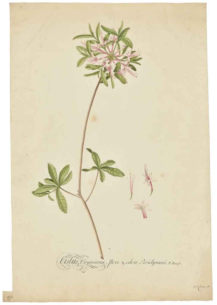 Georg Ehret Original Watercolor, Pink Azalea - Native to Eastern North America - By the Leading (1 of 1)